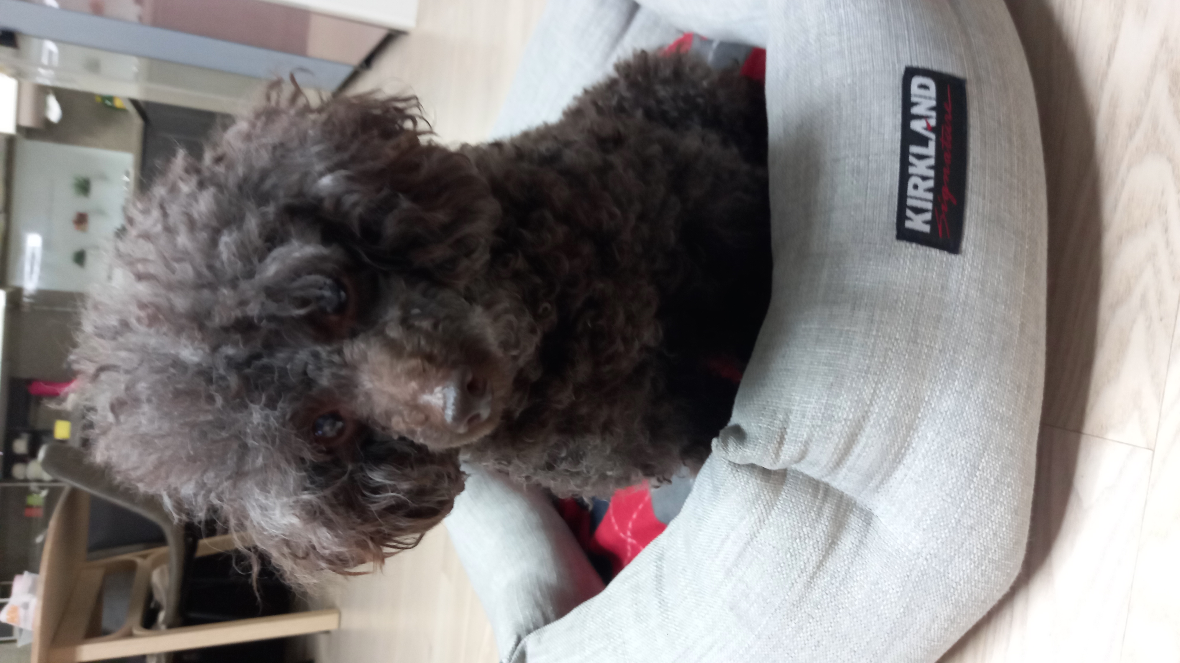 모카 후기(곤지암 깜냥이)