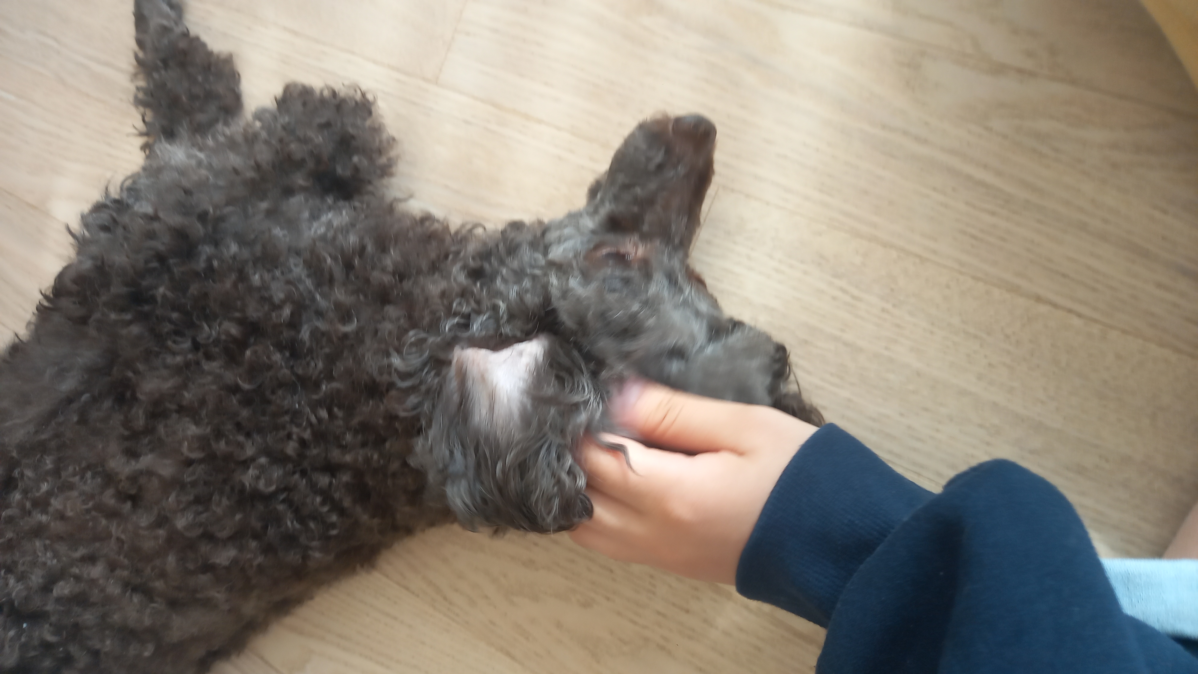 모카 후기(곤지암 깜냥이)