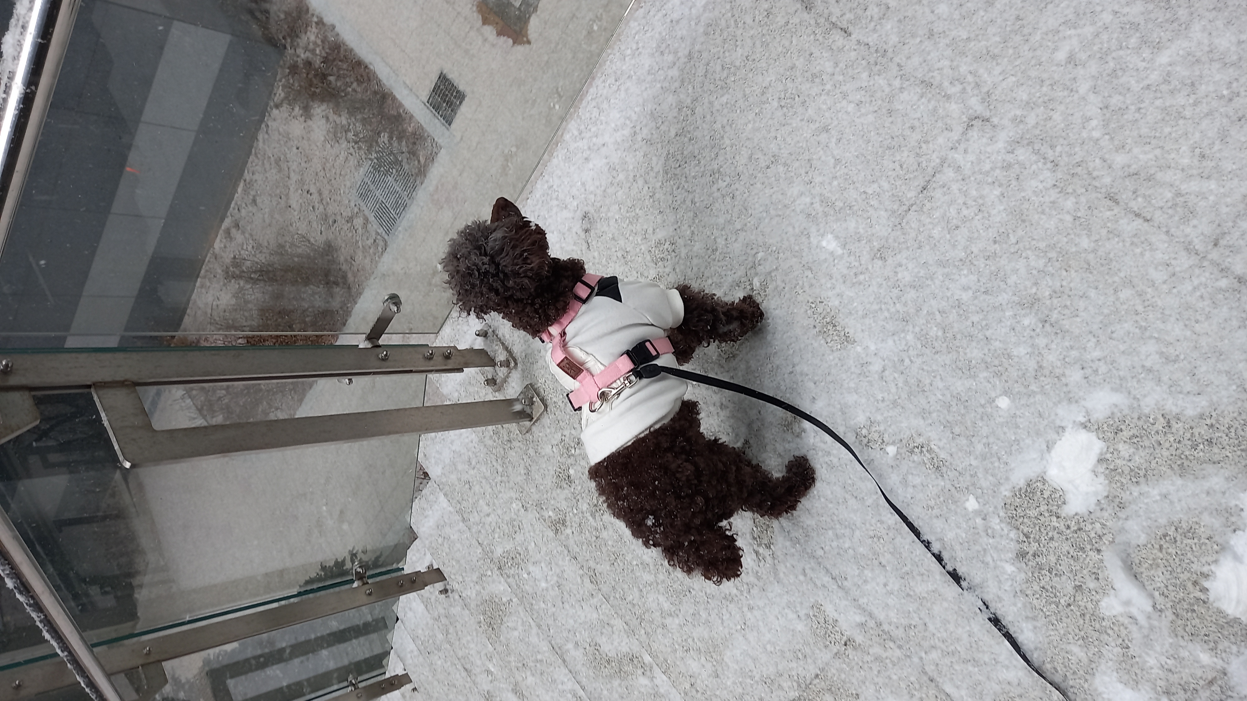 모카 후기(곤지암 깜냥이)