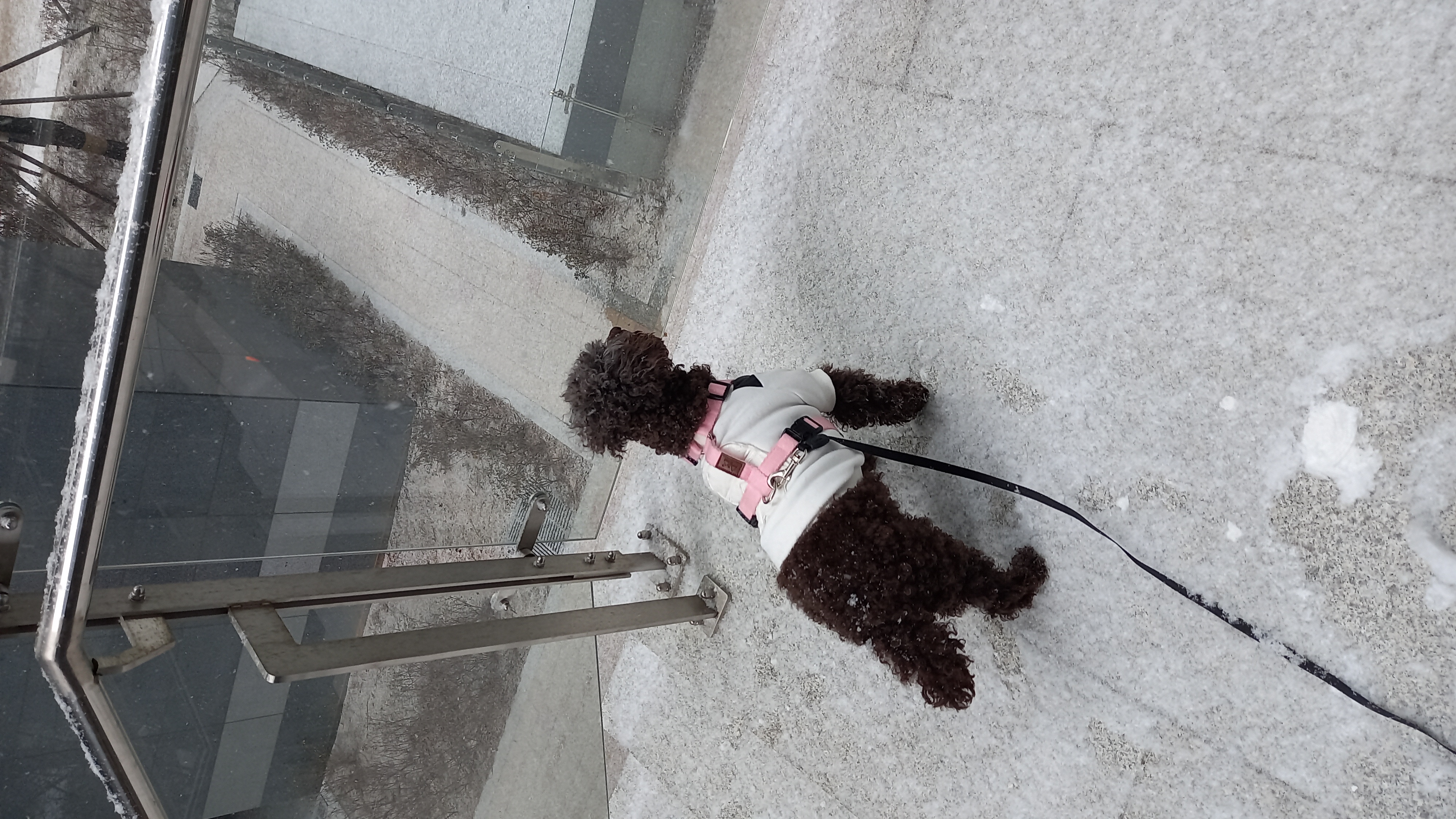 모카 후기(곤지암 깜냥이)