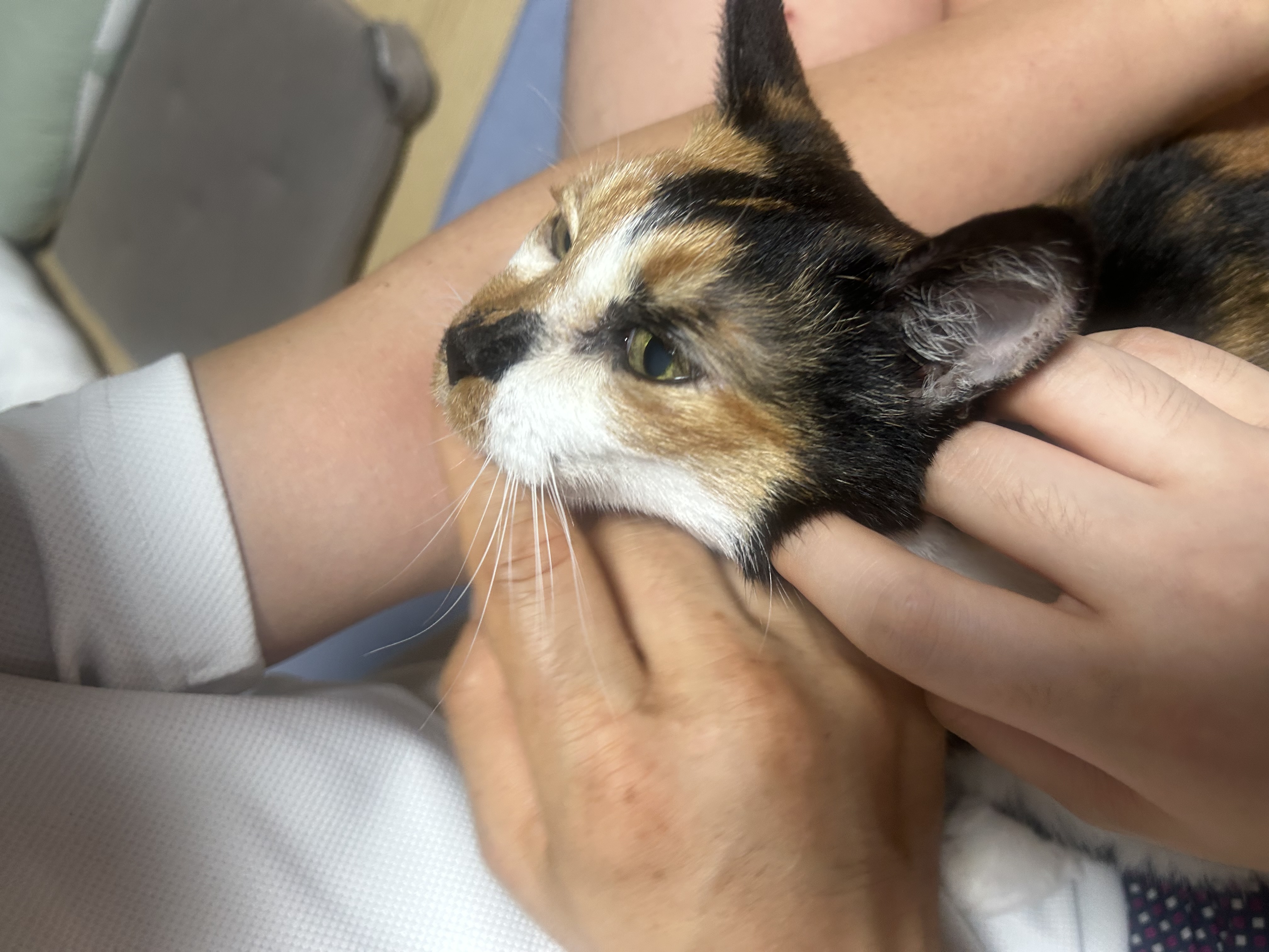 엄빠가 생기신 묘르신 달이(달냥이)