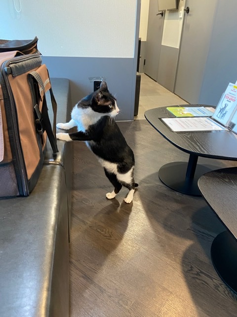 수다쟁이 턱스캣 콩이에요