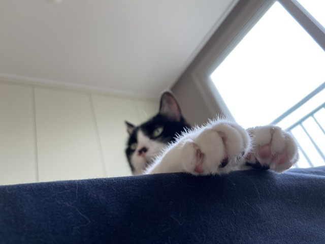 수다쟁이 턱스캣 콩이에요