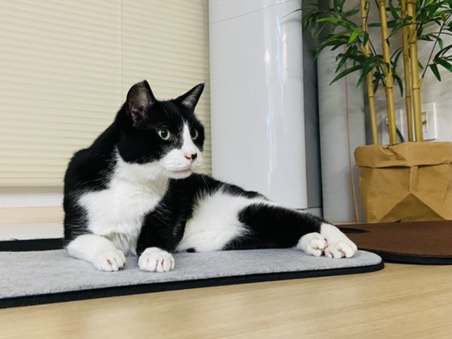 수다쟁이 턱스캣 콩이에요