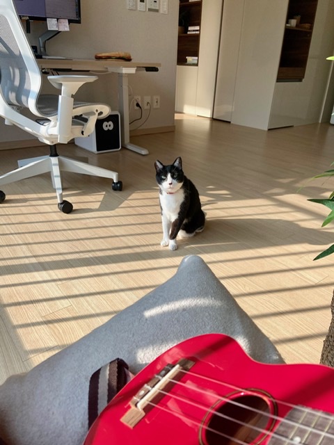 수다쟁이 턱스캣 콩이에요