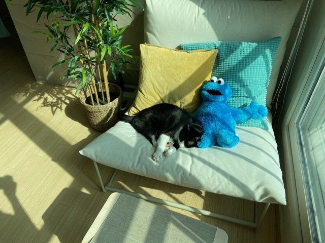 수다쟁이 턱스캣 콩이에요