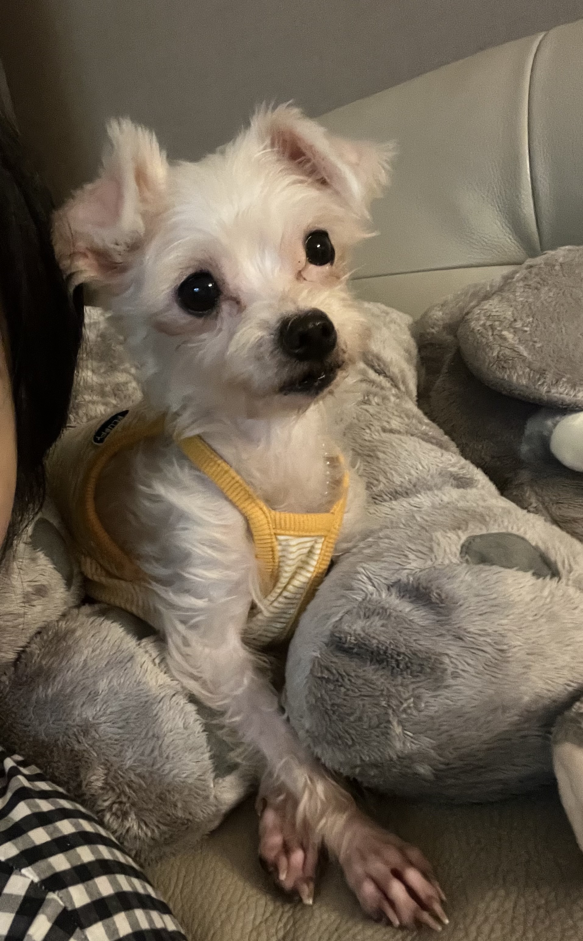 뚜이(전 오포) 임보 일주일 후기