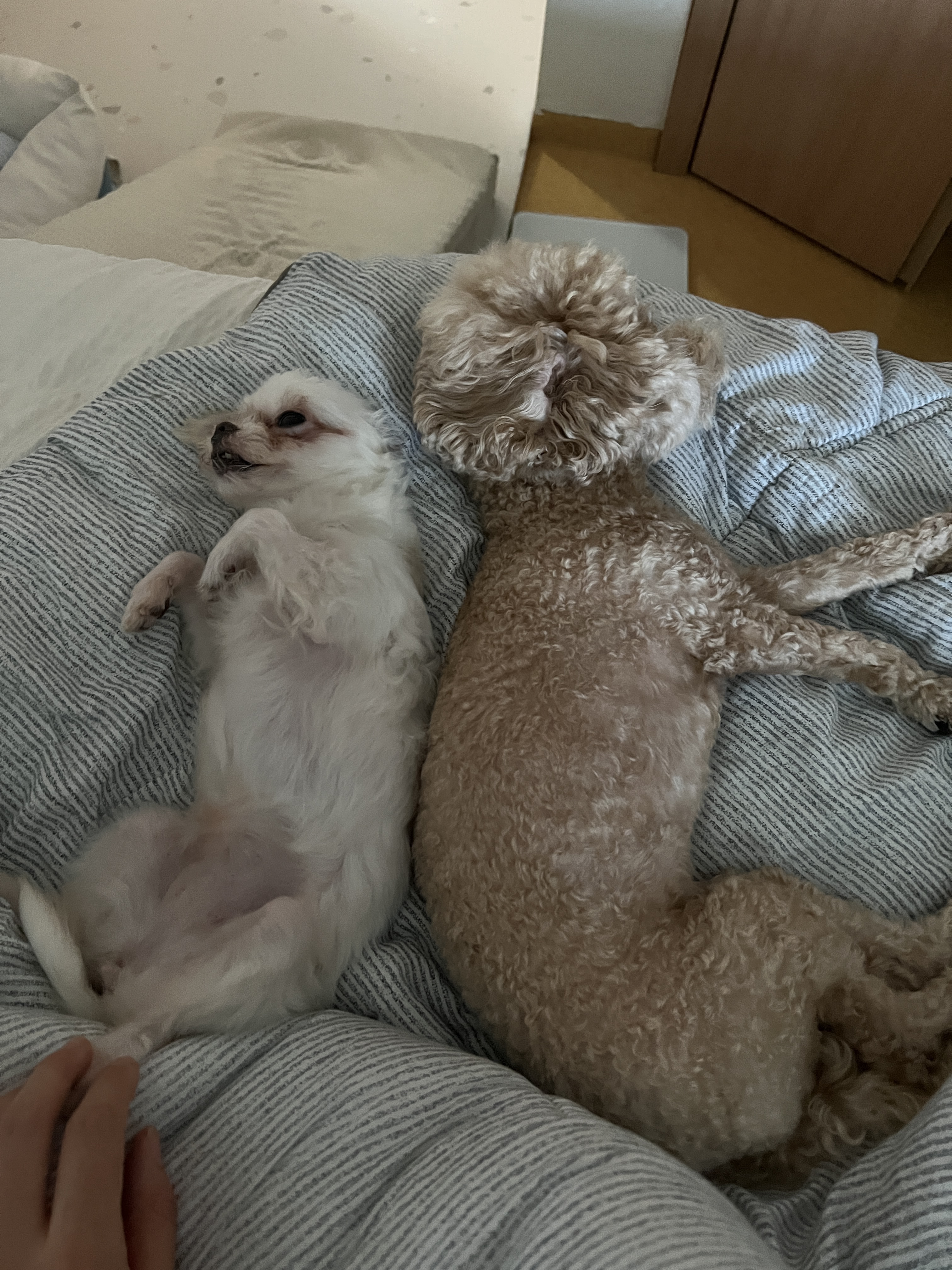 아산 가희나엘