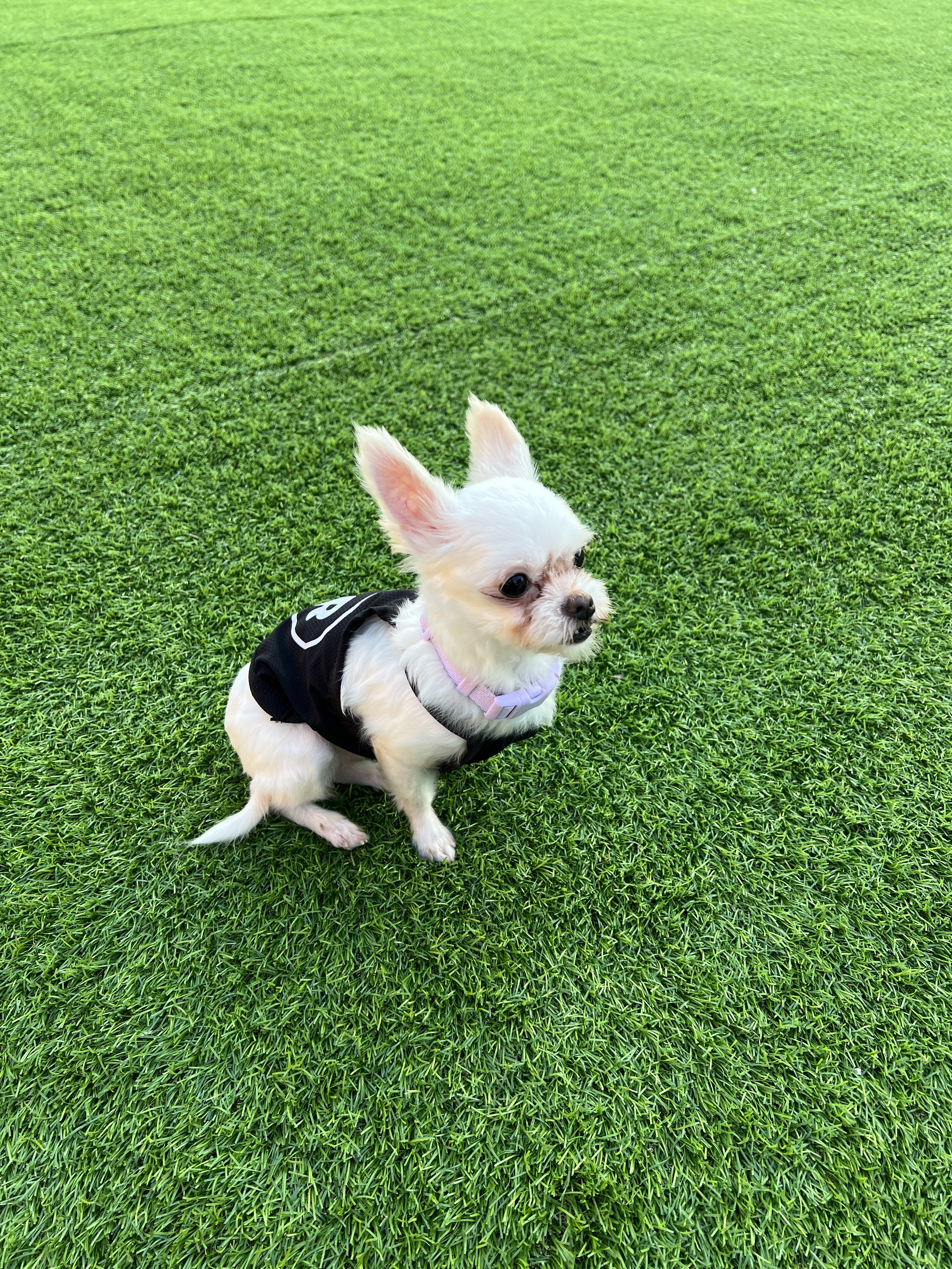 아산 가희나엘