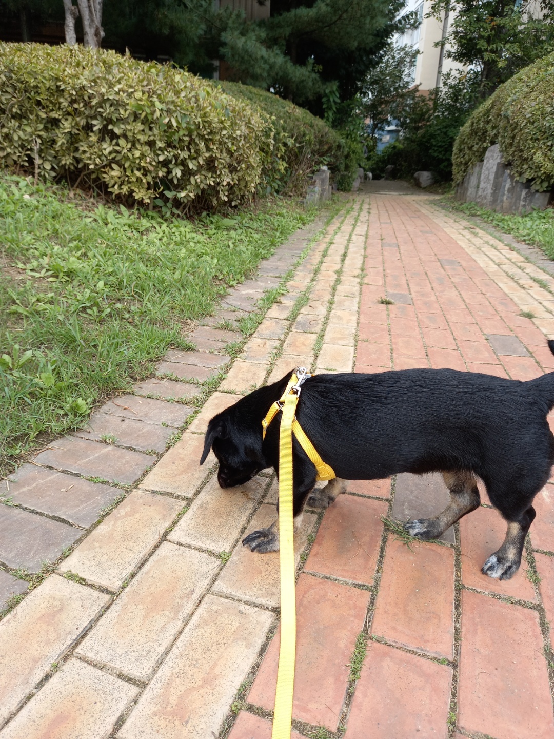 쫑이(무양이)가 어느덧 7kg이 넘었어요 ^ ^
