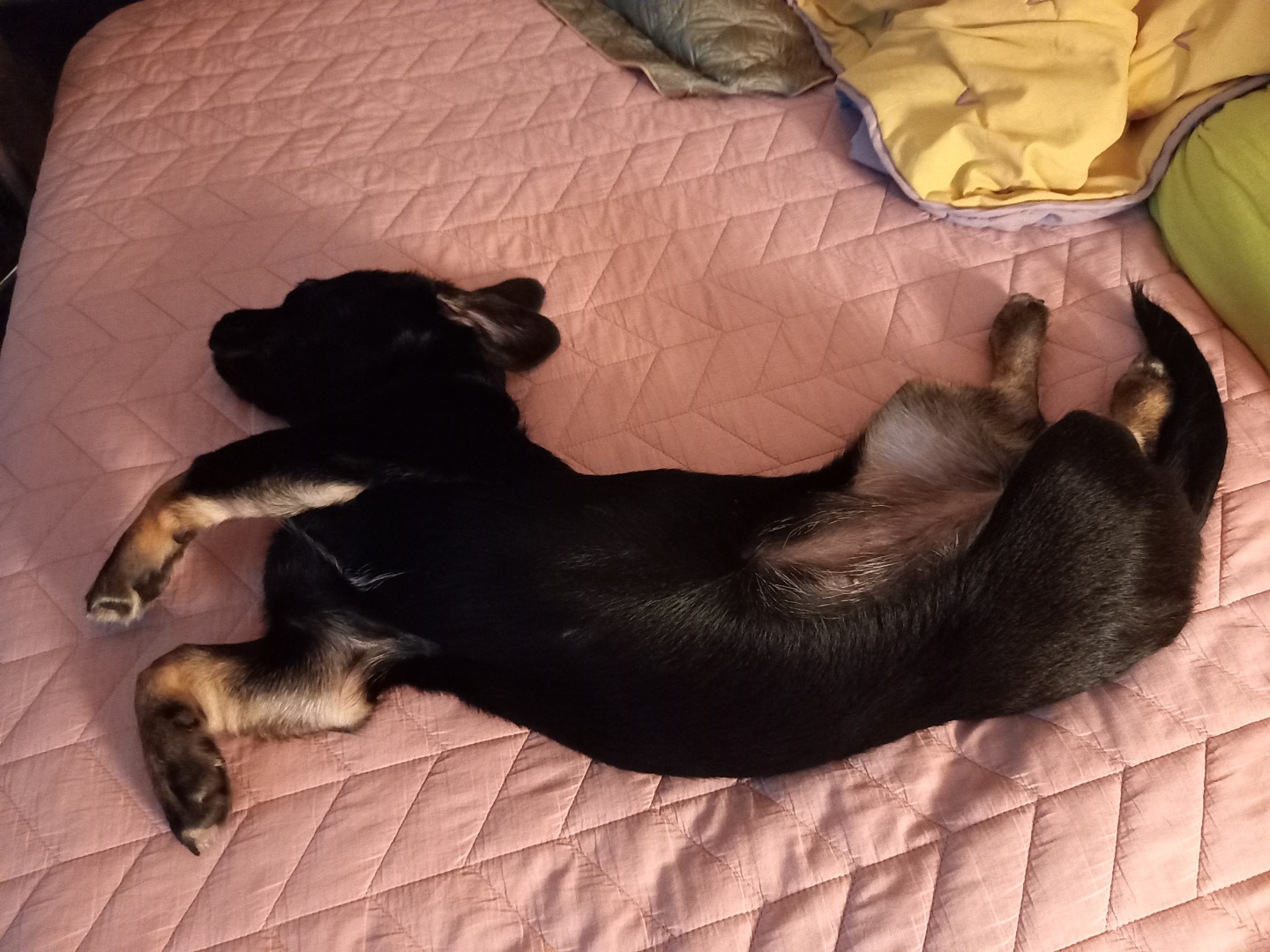 쫑이(무양이)가 어느덧 7kg이 넘었어요 ^ ^