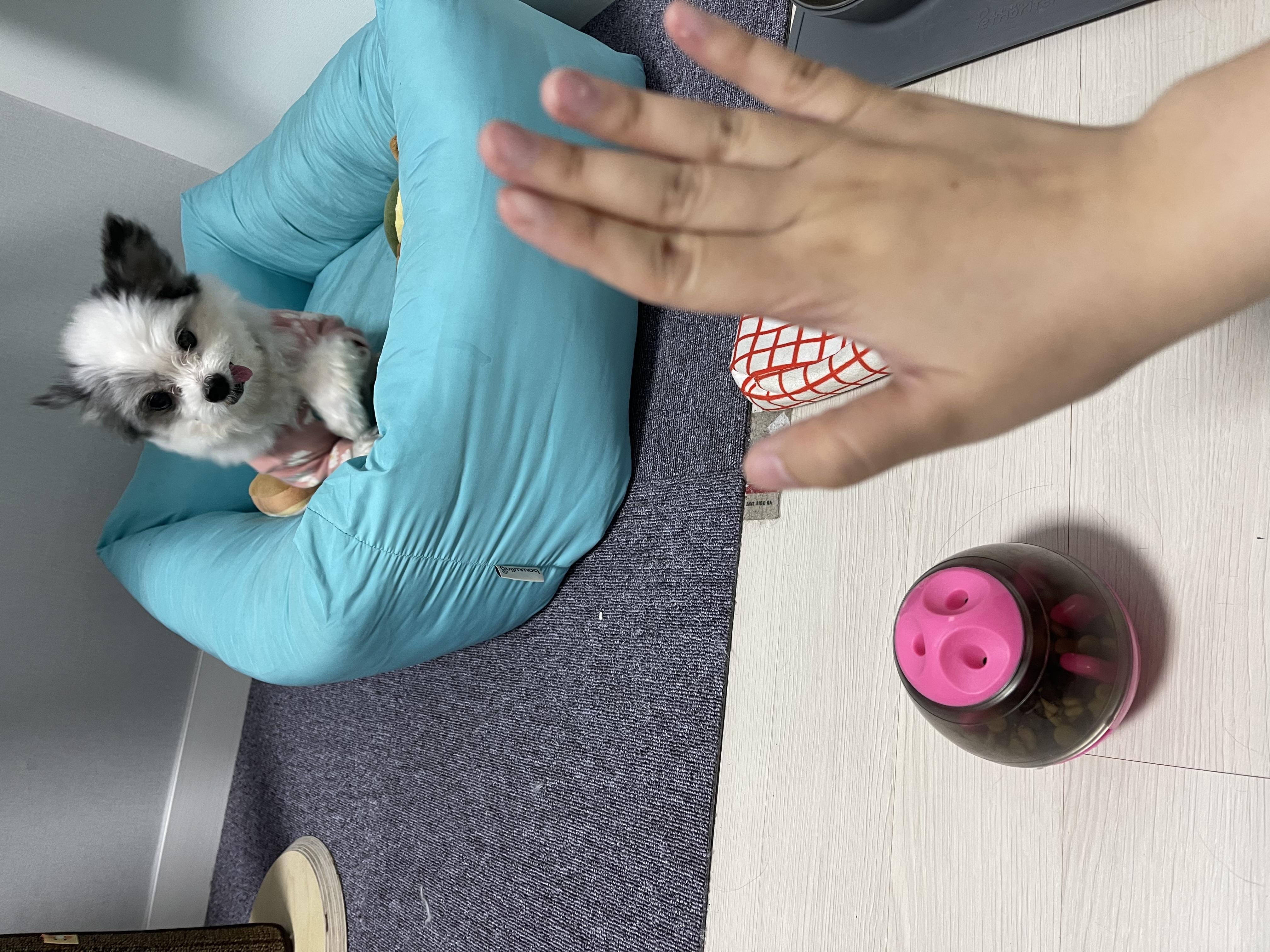 아니 벌써 한달인 장영실과 대지각쟁이 반려인