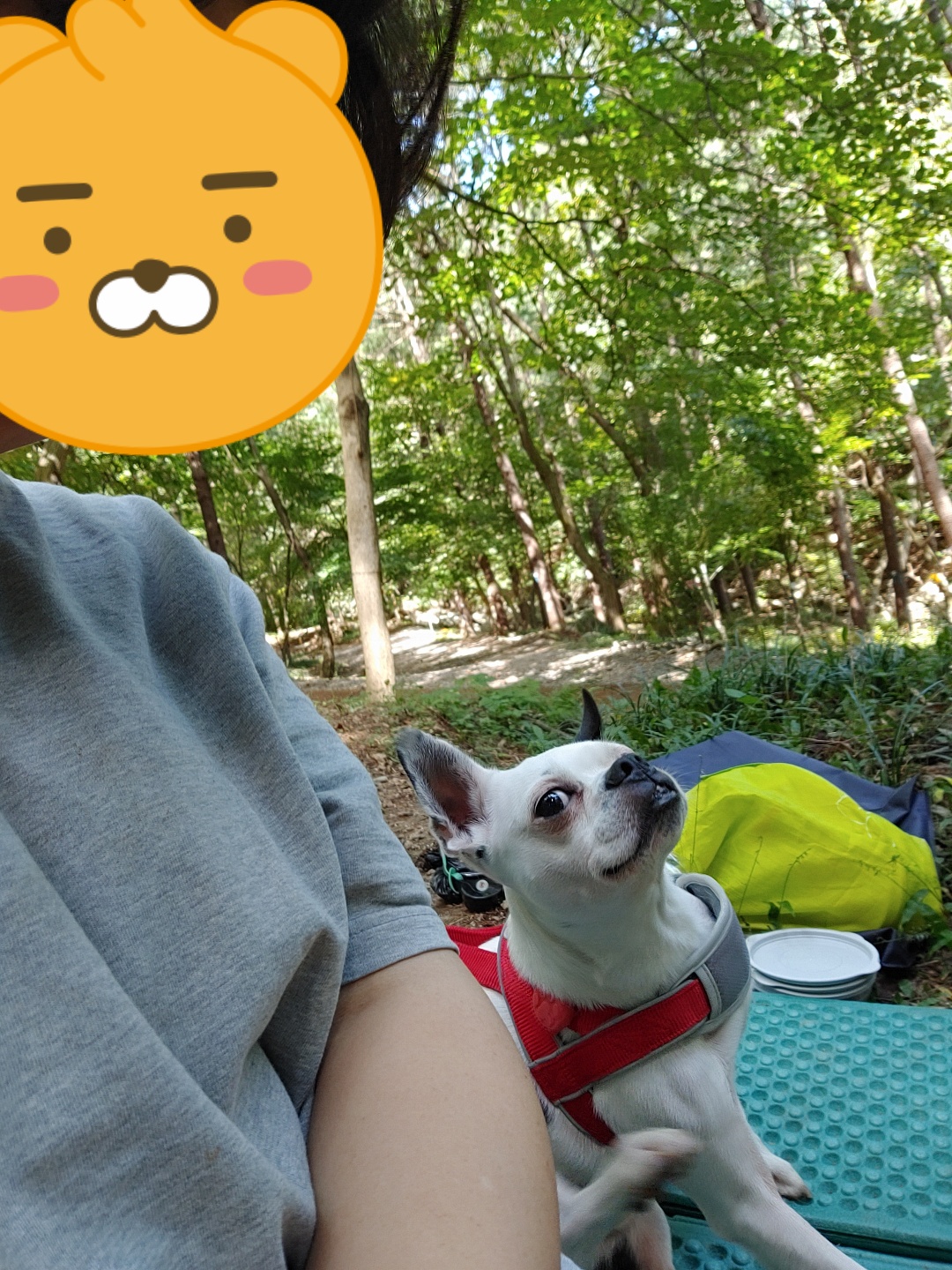 아인이(애디) 3개월차 입양후기