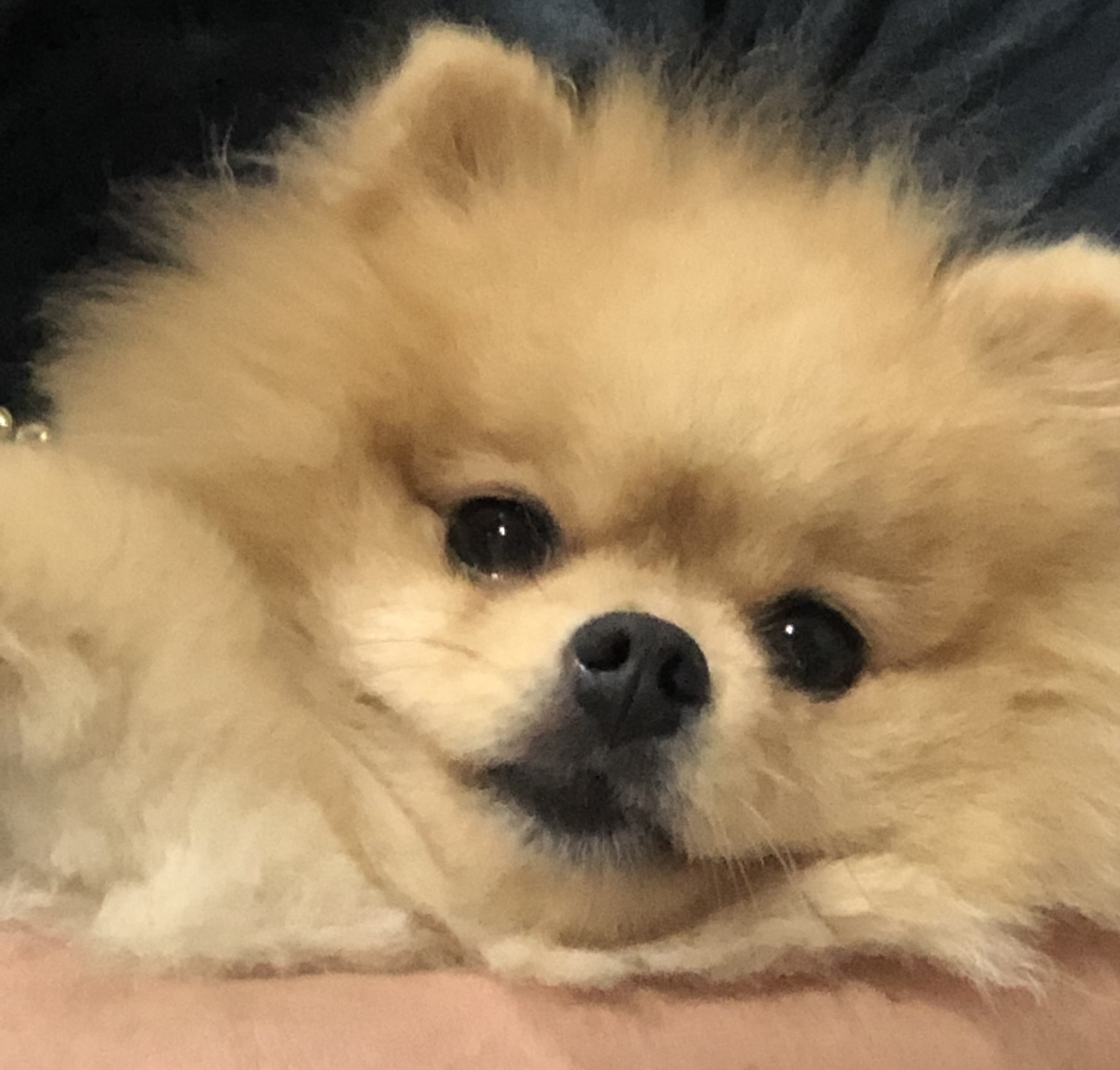 우리 사랑둥이 안개에요