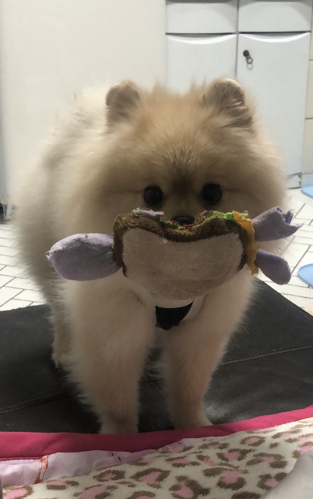 우리 사랑둥이 안개에요
