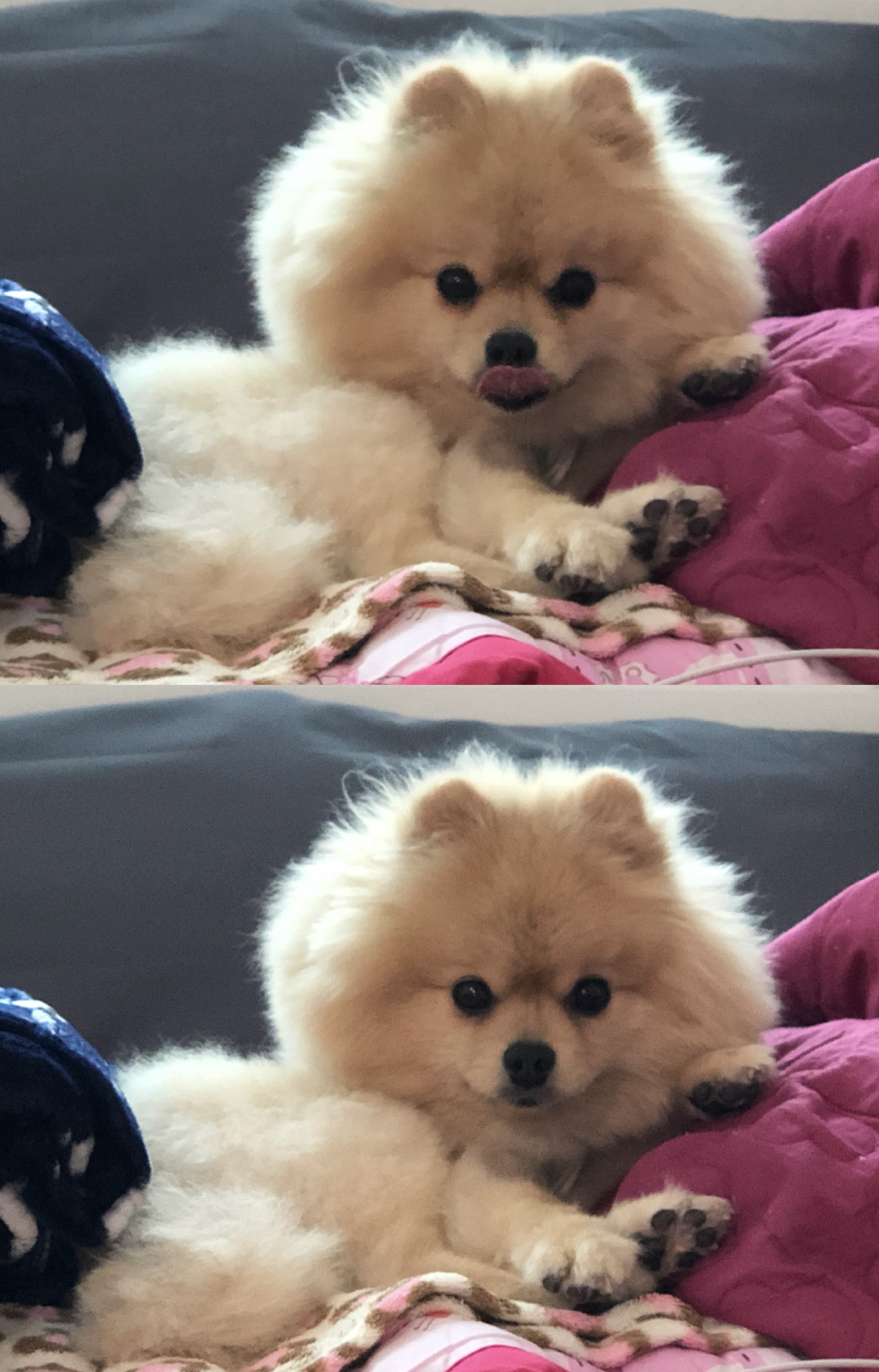 우리 사랑둥이 안개에요