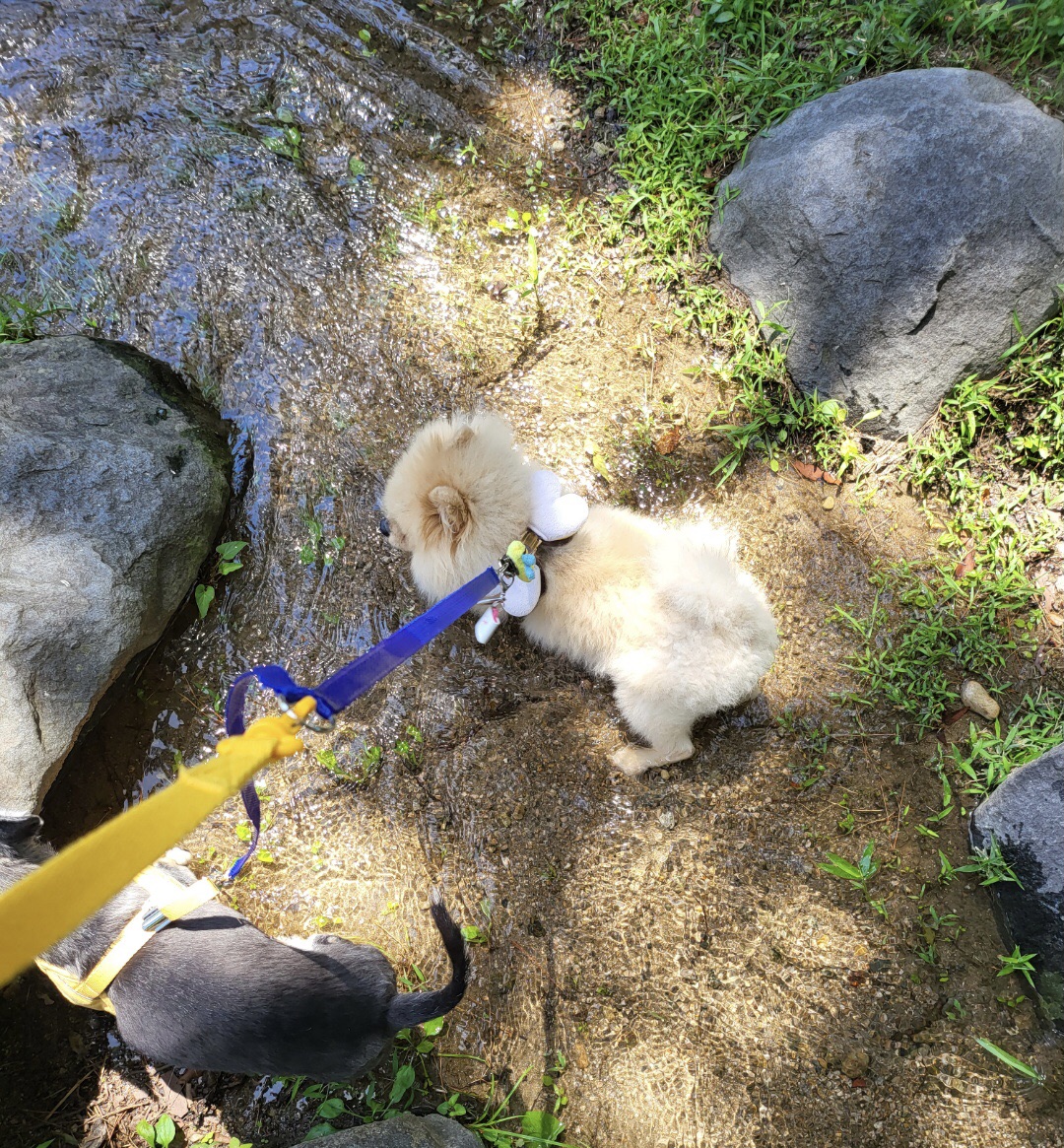 우리 사랑둥이 안개에요