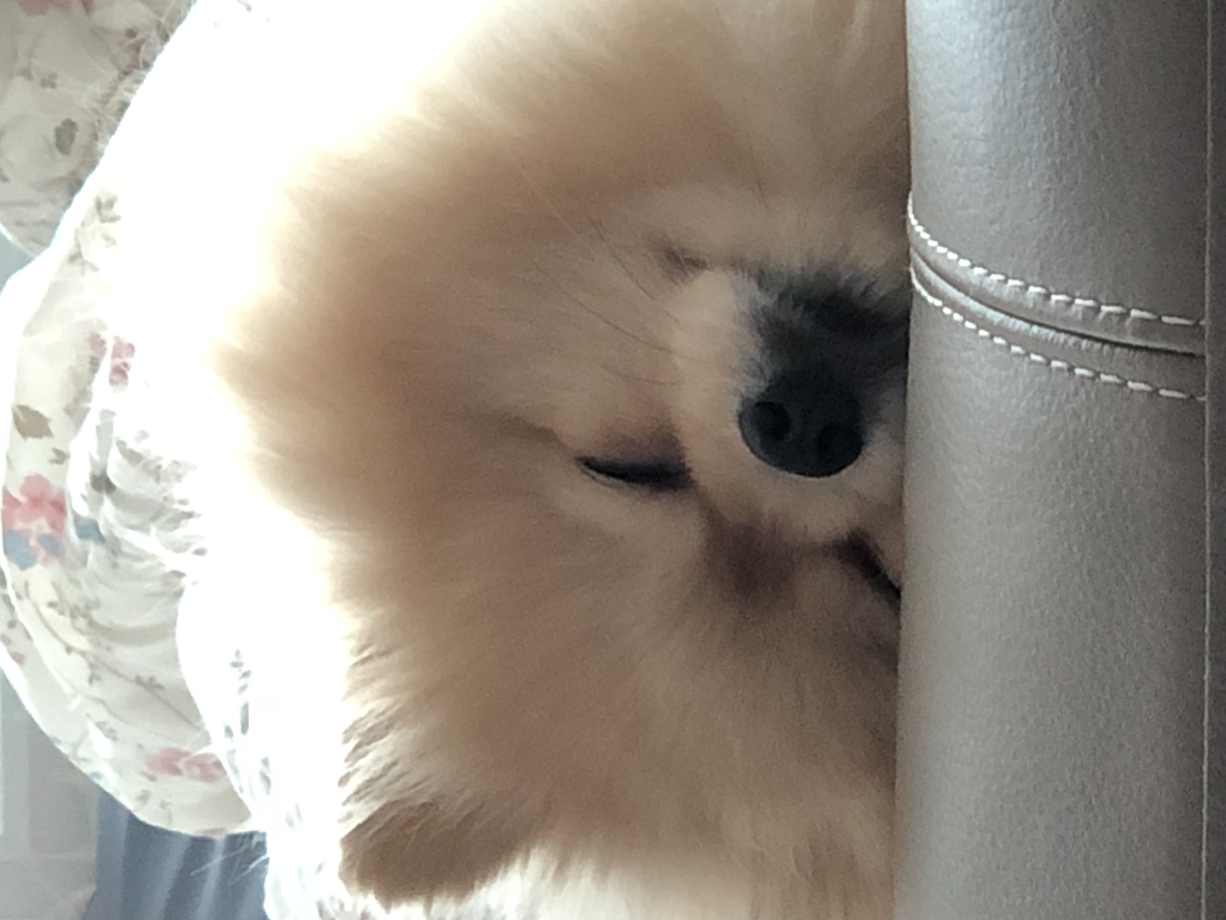우리 사랑둥이 안개에요