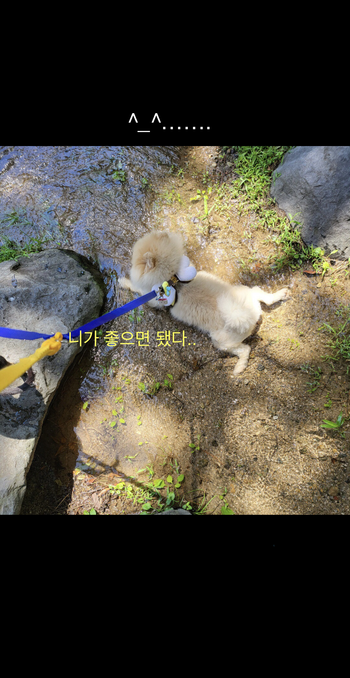 우리 사랑둥이 안개에요