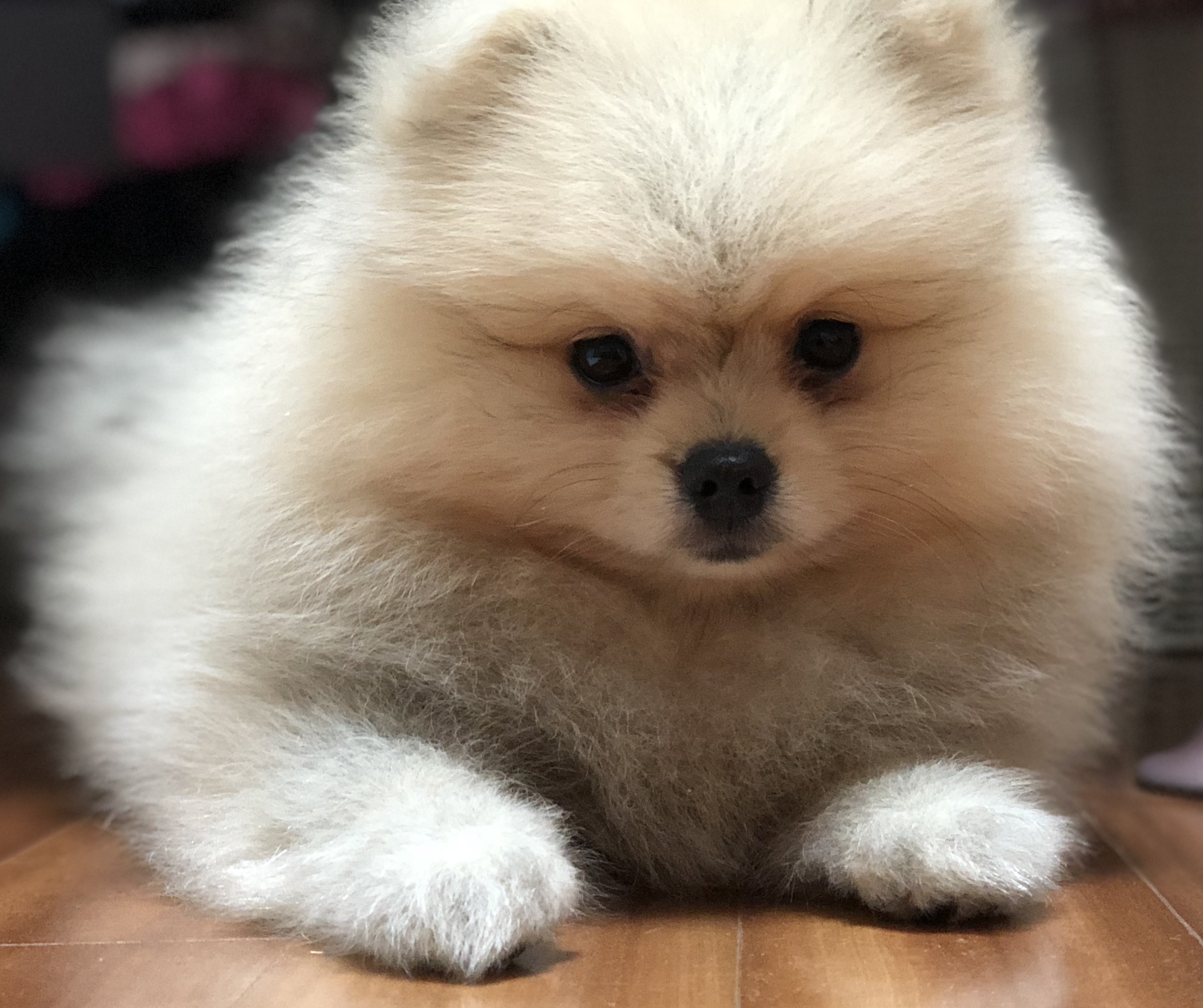 우리 사랑둥이 안개에요