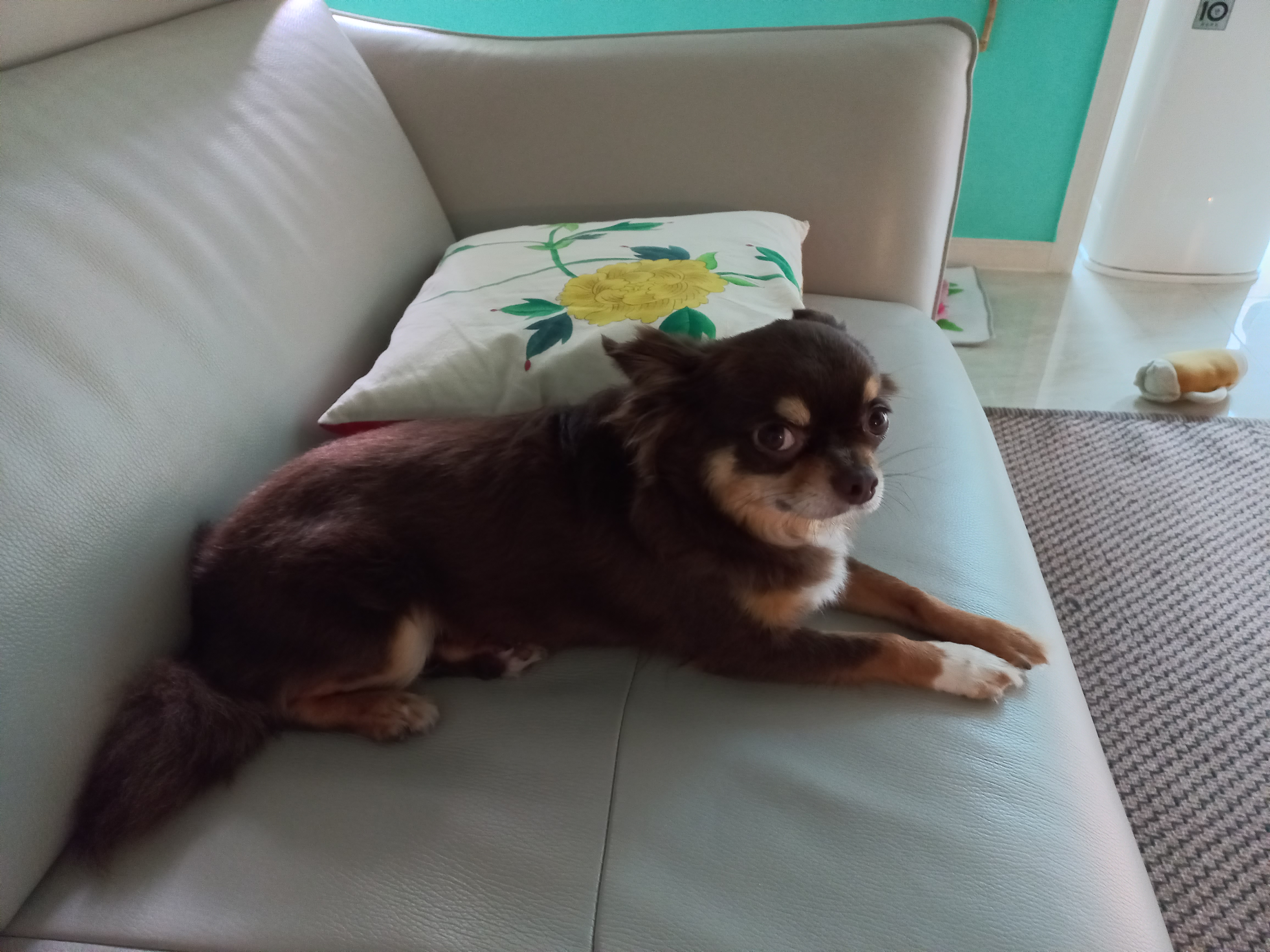 이지(평택치와와 하트)가 온지 3년