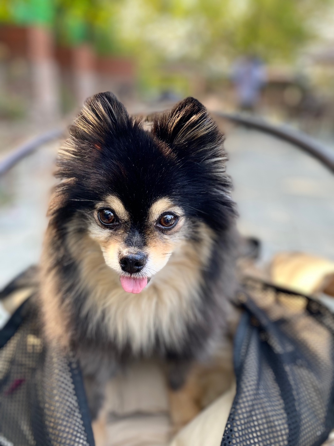 까무 입양 5주년