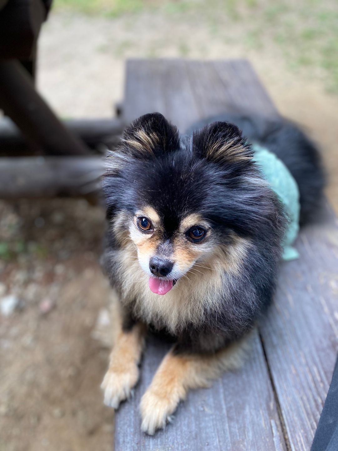 까무 입양 5주년