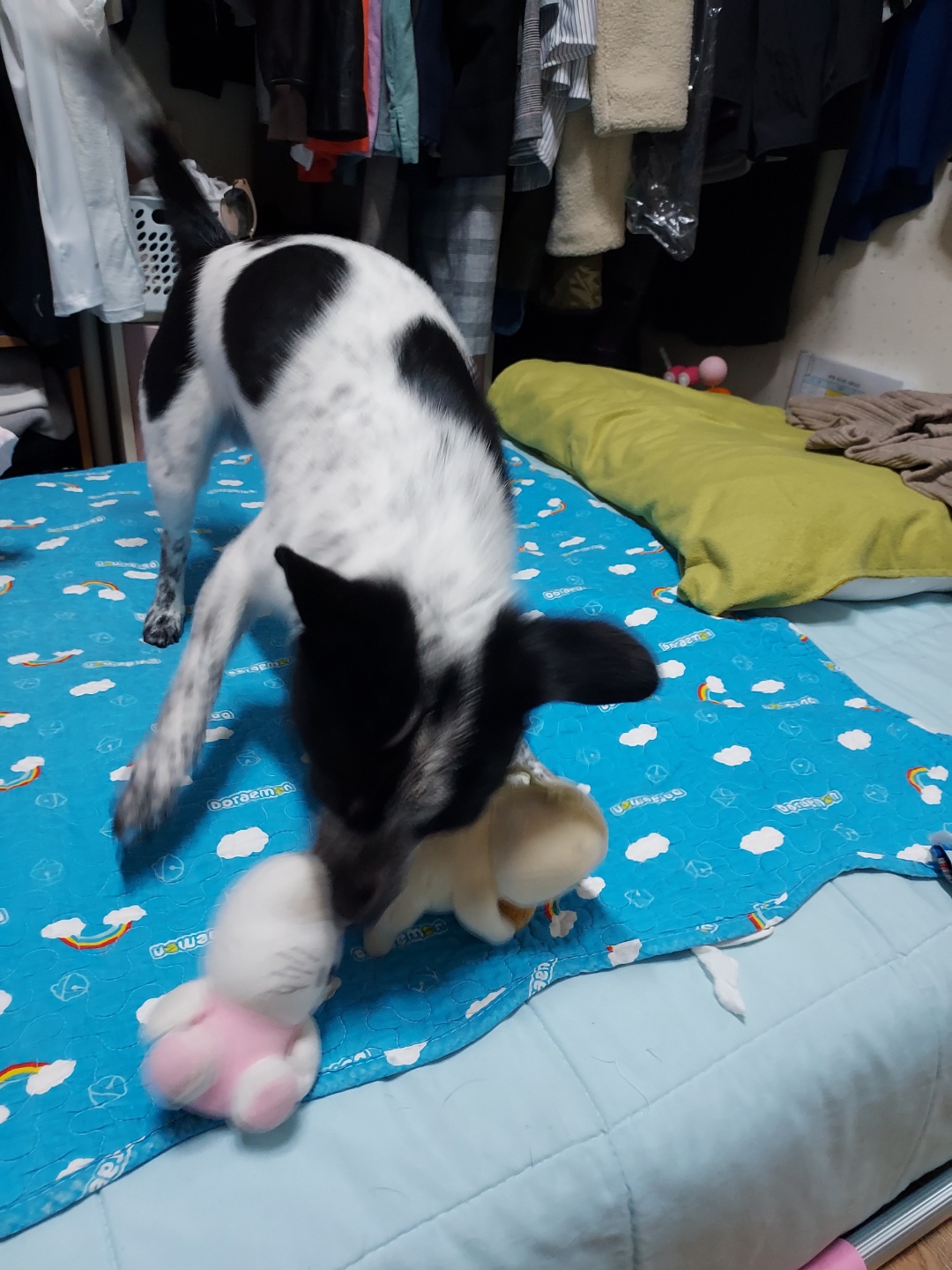 쿠키 1주년 입양후기~~~