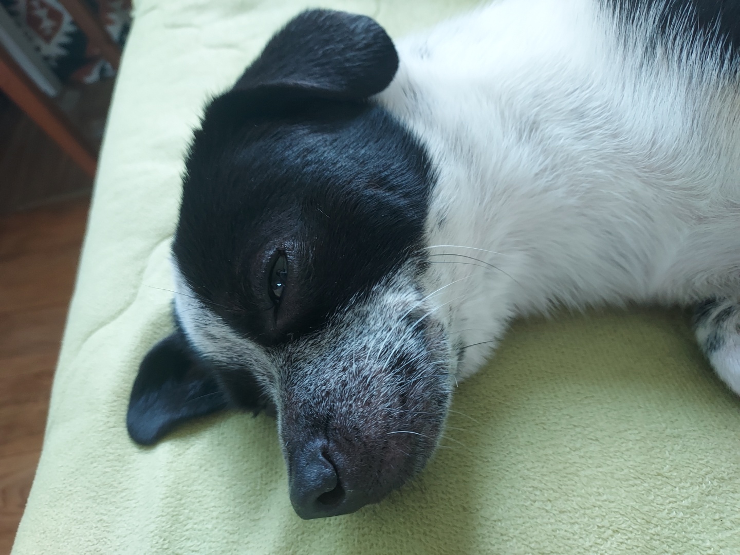 쿠키 1주년 입양후기~~~