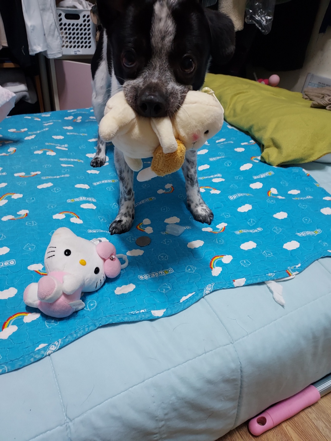 쿠키 1주년 입양후기~~~