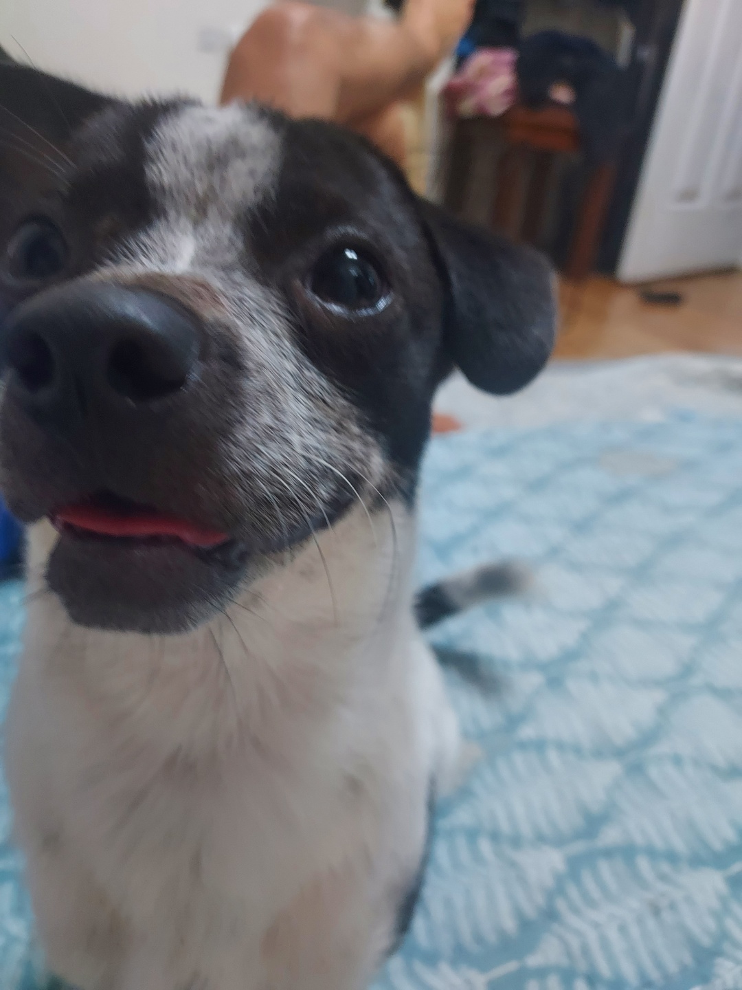 쿠키 1주년 입양후기~~~