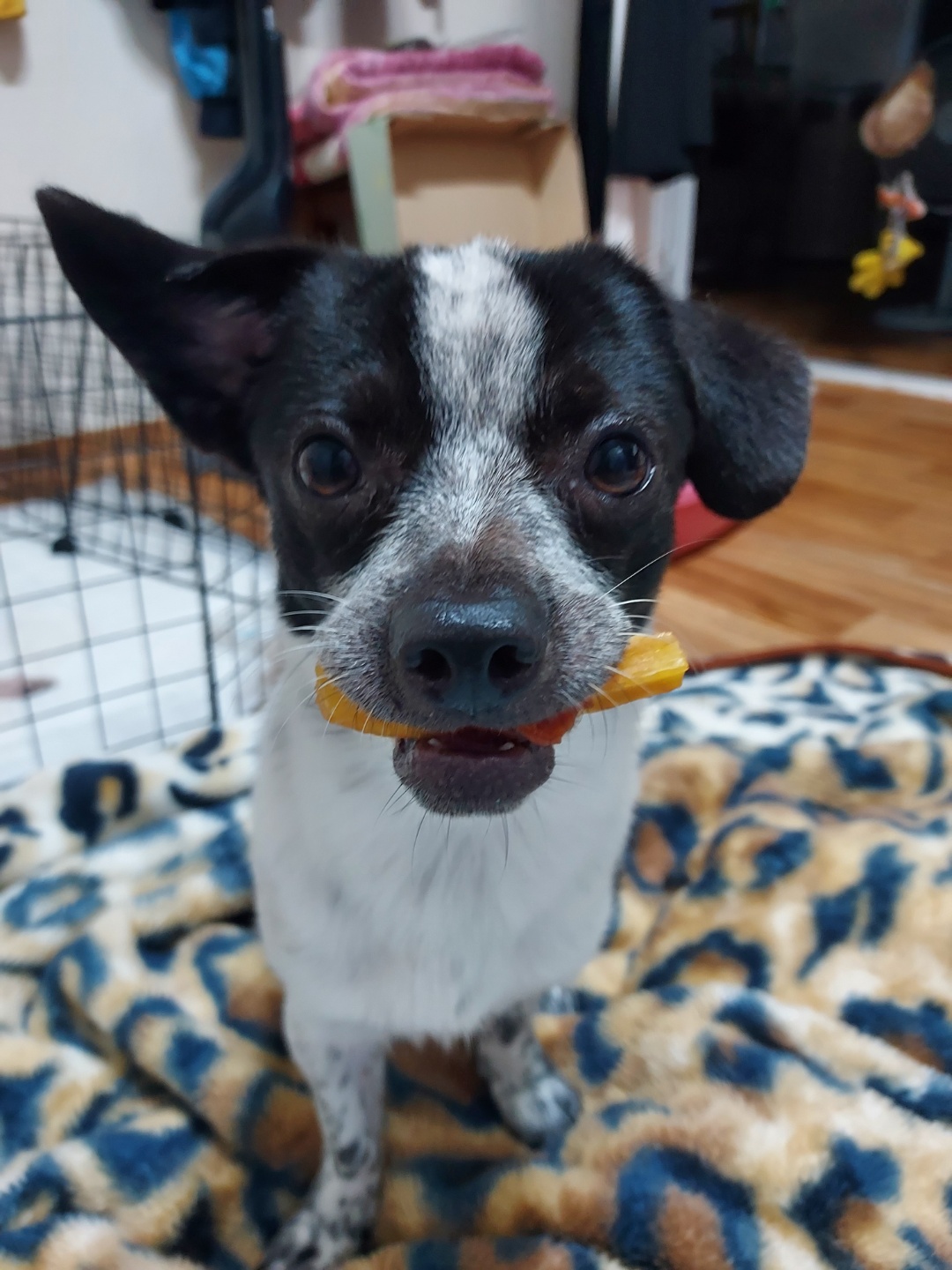 쿠키 1주년 입양후기~~~