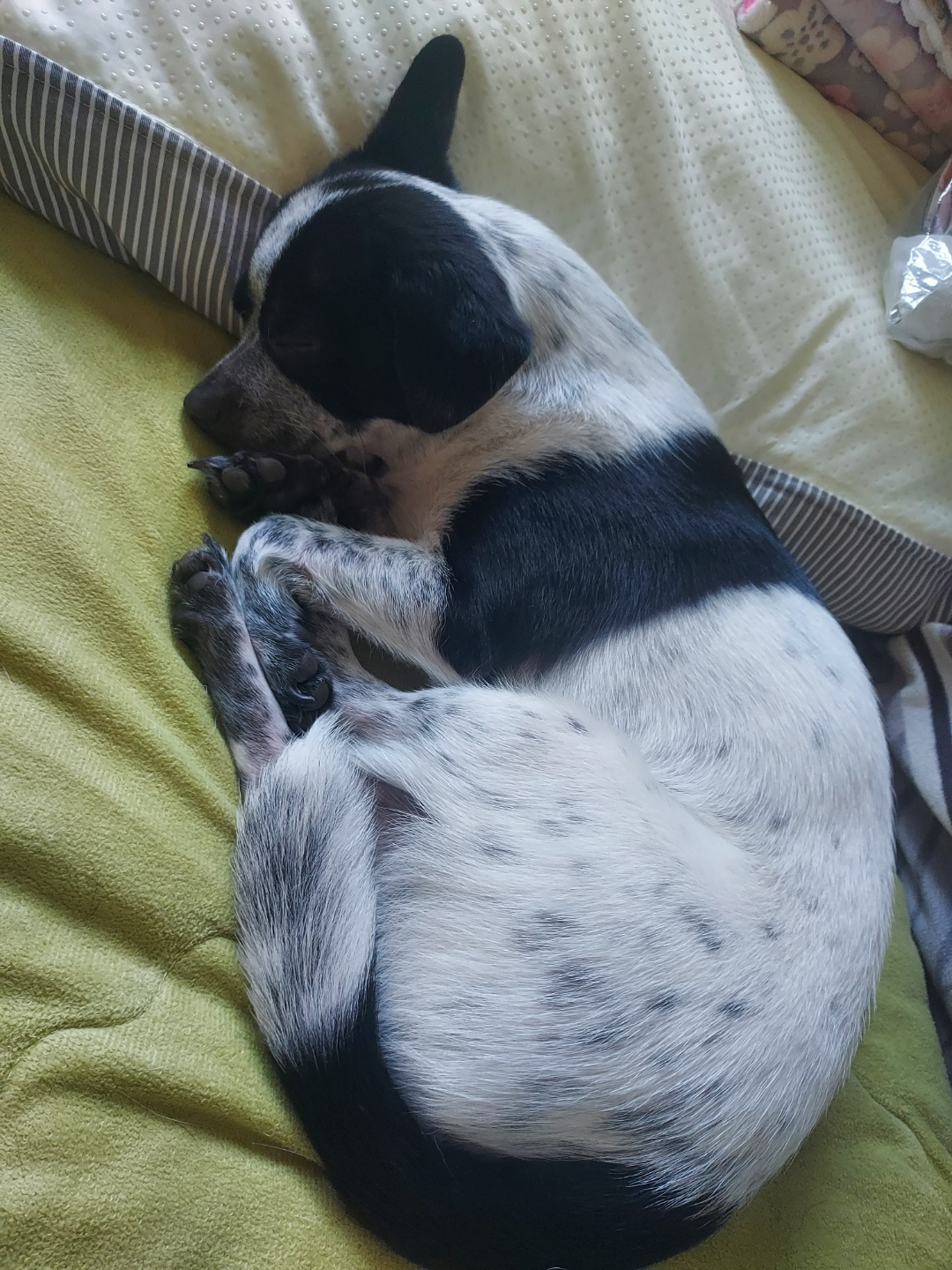 쿠키 1주년 입양후기~~~