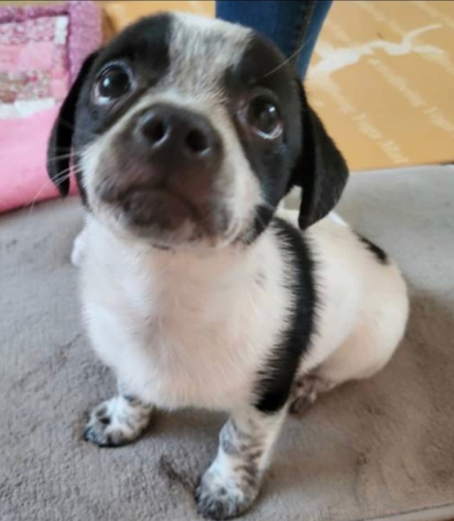 쿠키 1주년 입양후기~~~