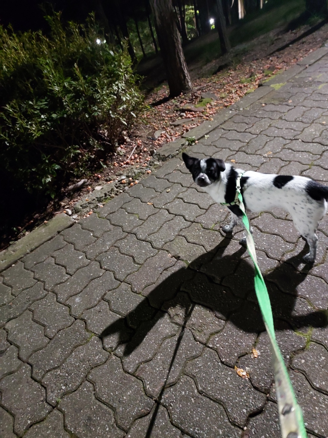 쿠키 1주년 입양후기~~~