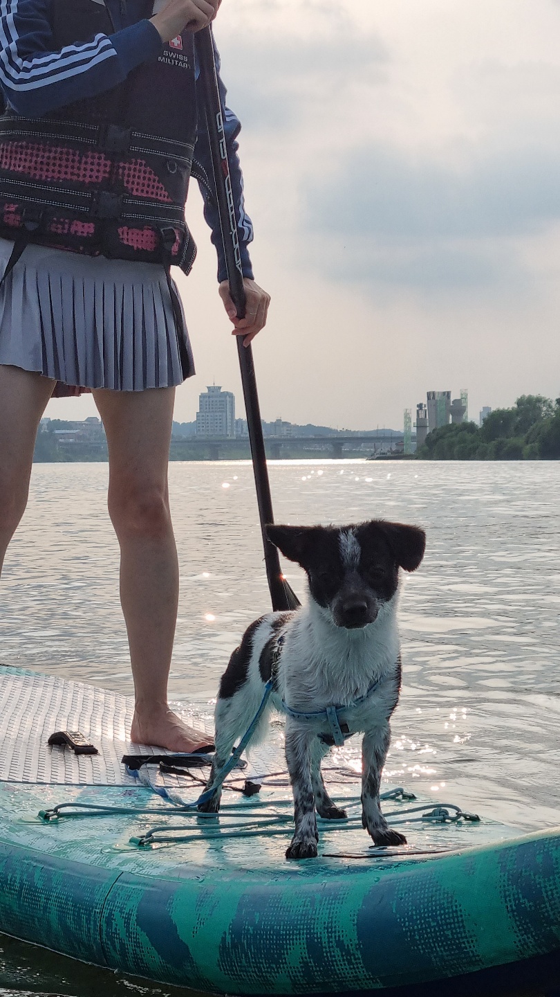 쿠키 1주년 입양후기~~~