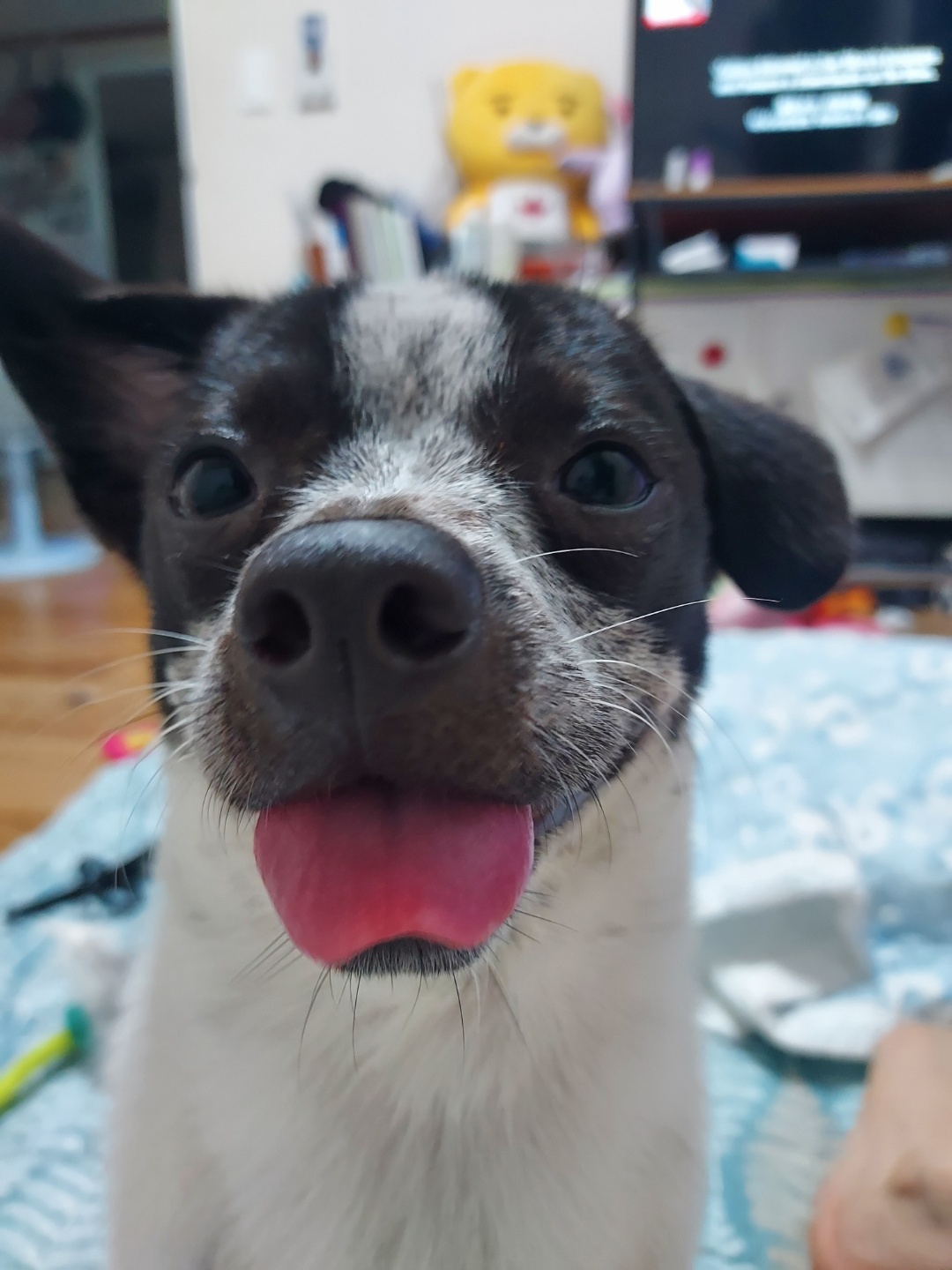 쿠키 1주년 입양후기~~~