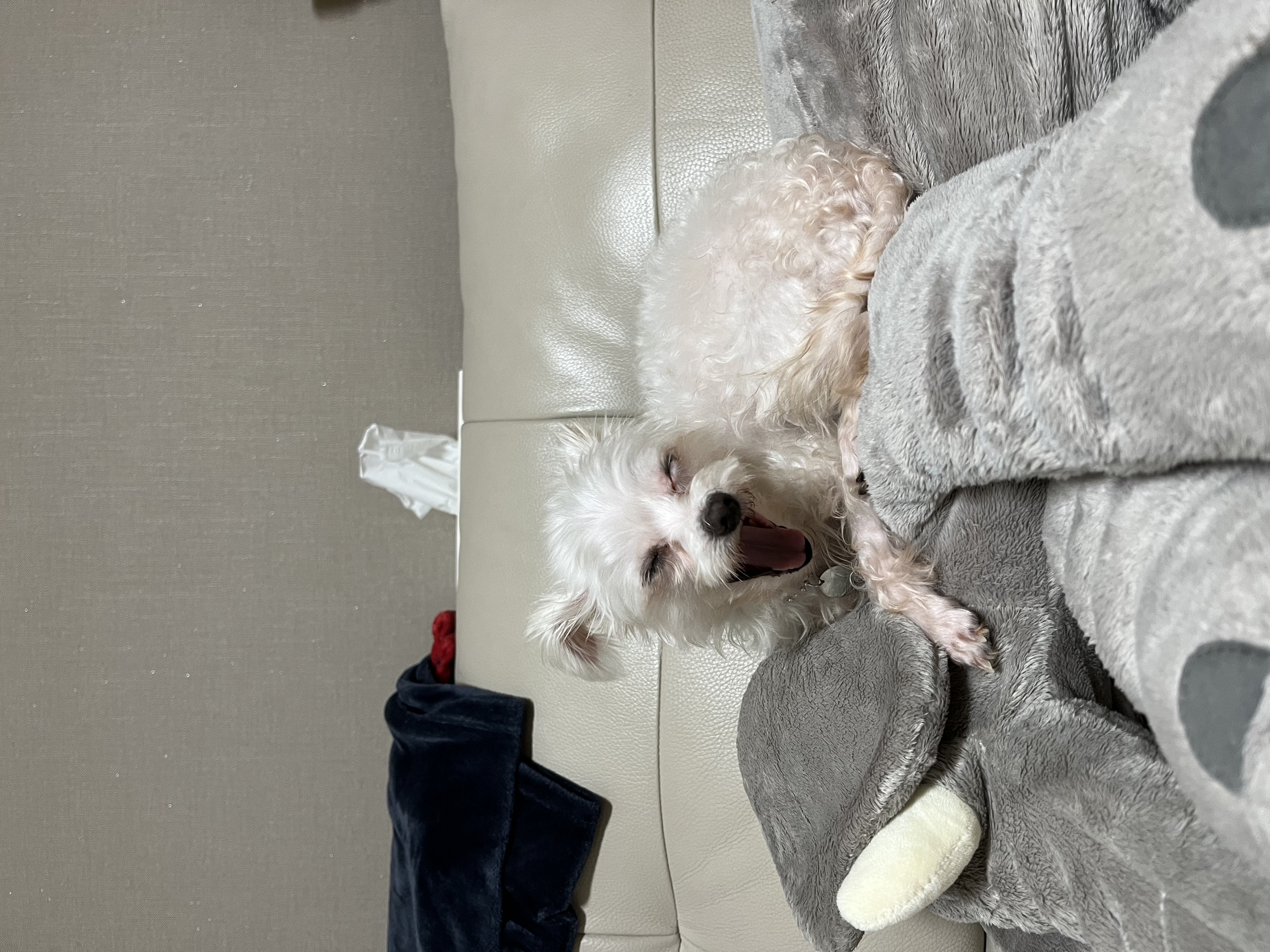 뚜이(전 오포) 임보 한달 후기입니다