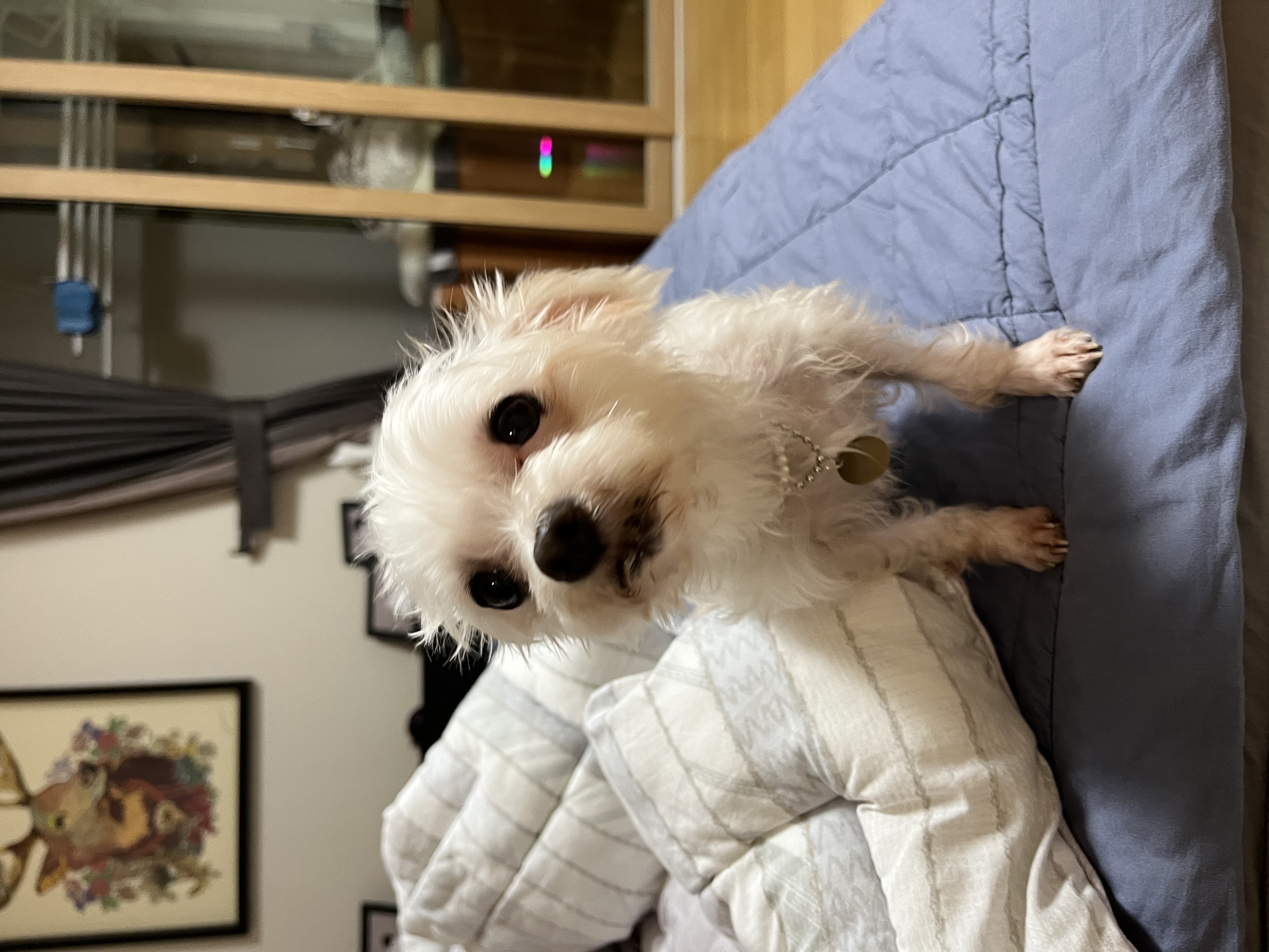 뚜이(전 오포) 임보 한달 후기입니다