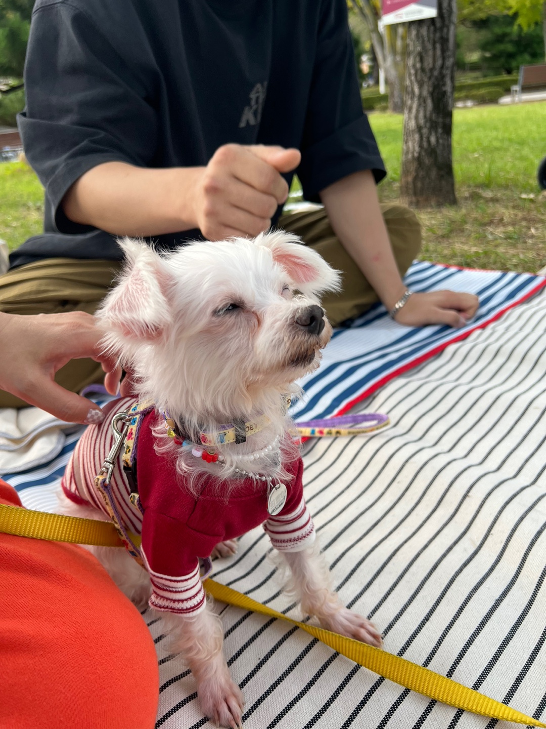 뚜이(전 오포) 임보 한달 후기입니다