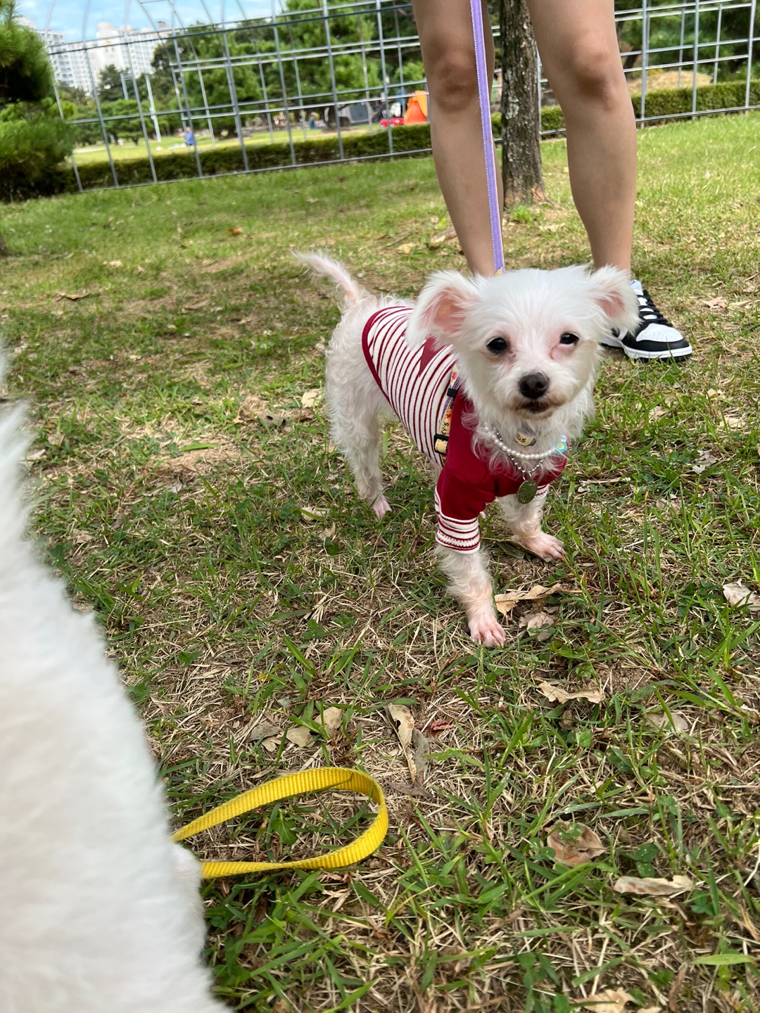 뚜이(전 오포) 임보 한달 후기입니다