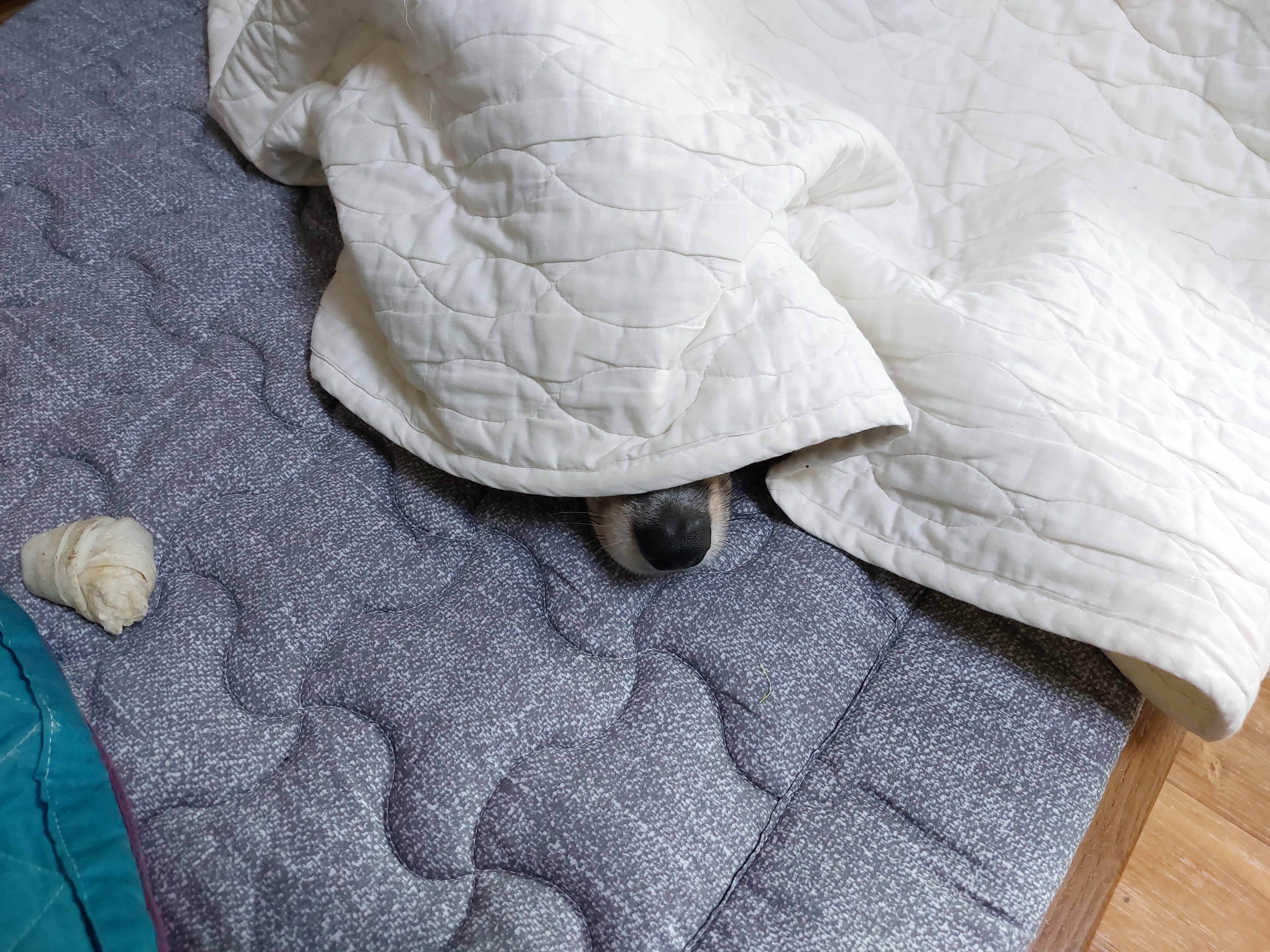 구 멍돌 현 까미 집개 라이프 2년차