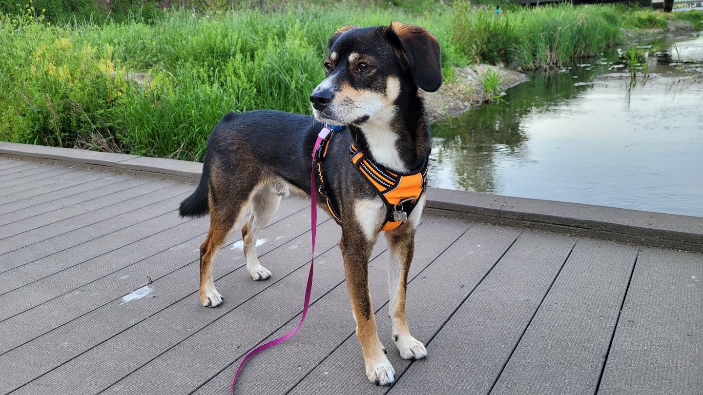 구 멍돌 현 까미 집개 라이프 2년차