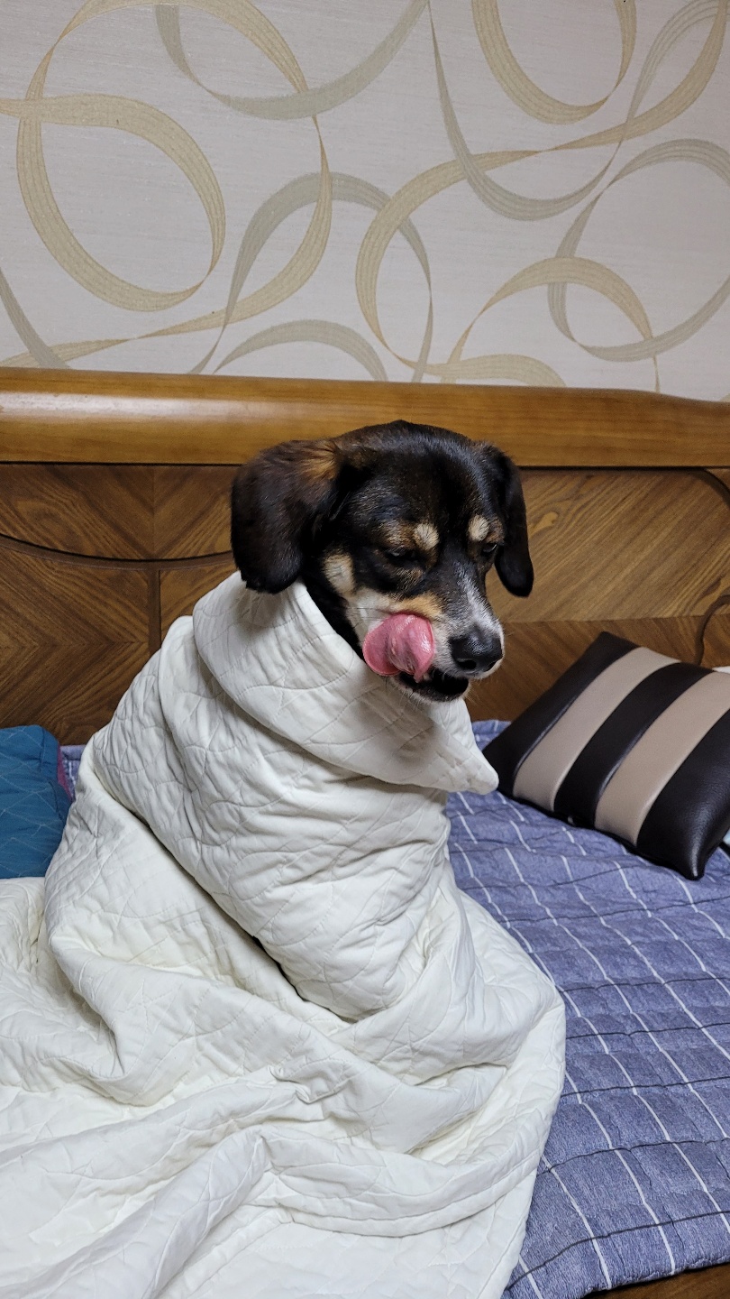 구 멍돌 현 까미 집개 라이프 2년차