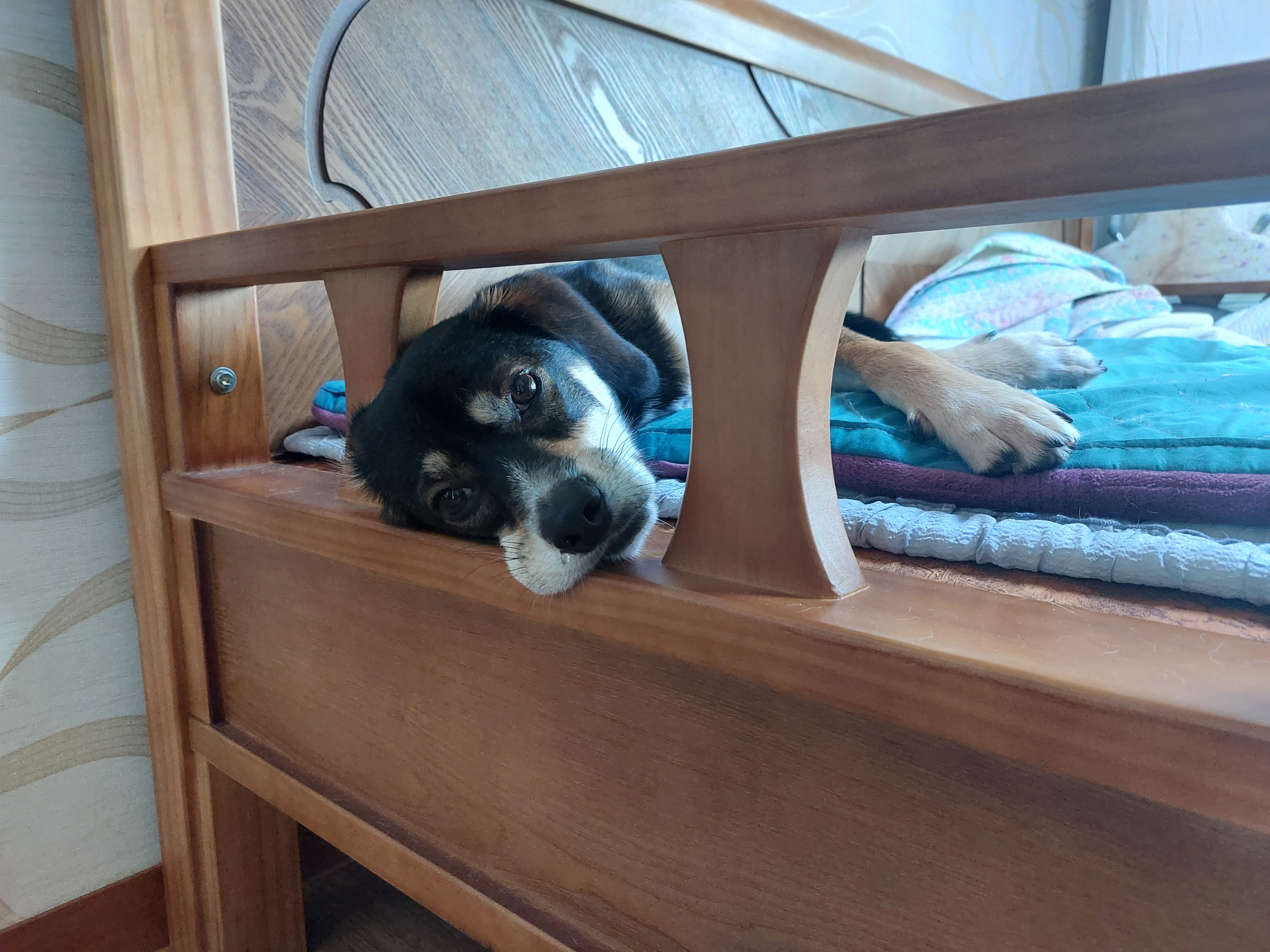 구 멍돌 현 까미 집개 라이프 2년차