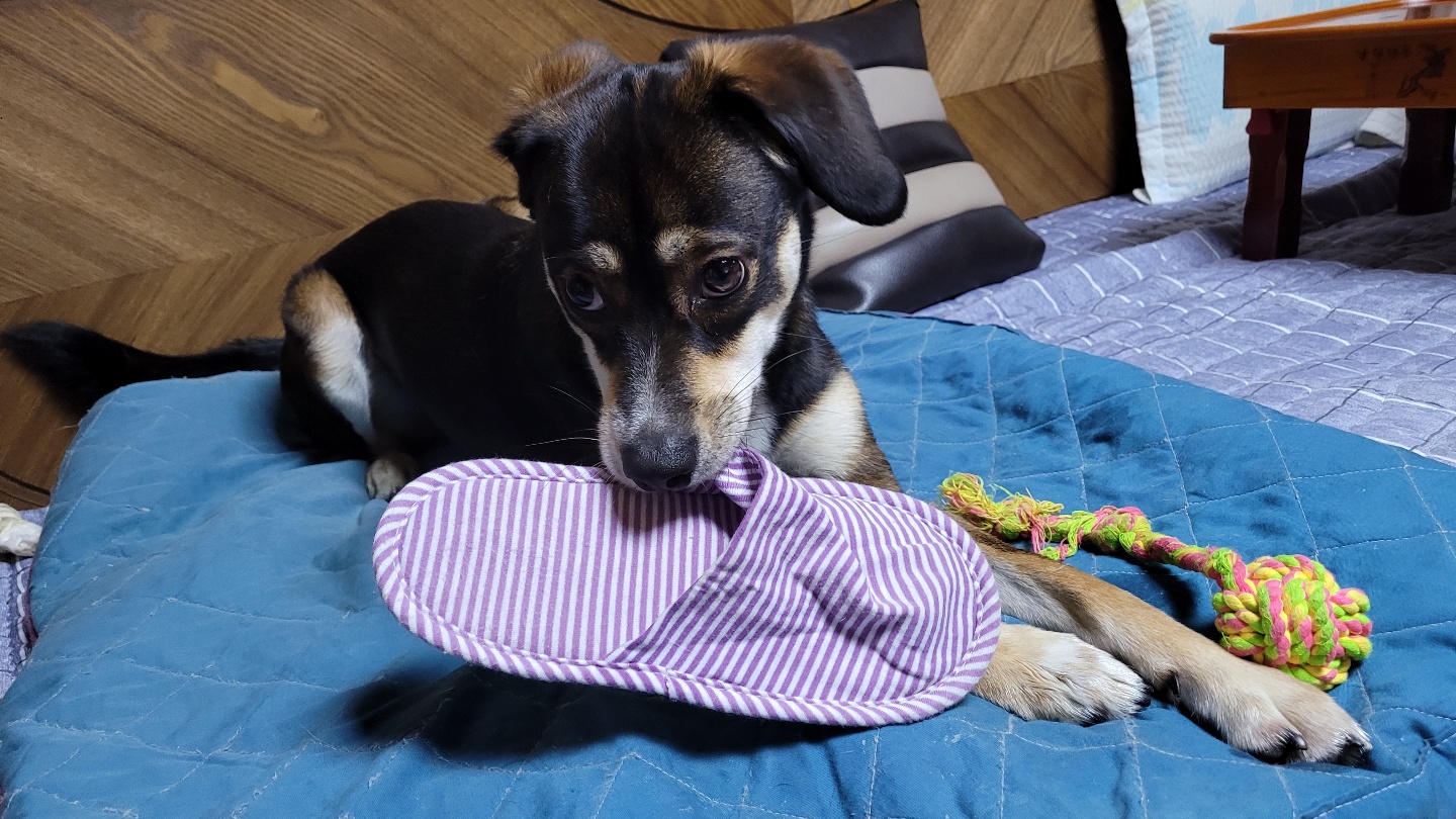 구 멍돌 현 까미 집개 라이프 2년차