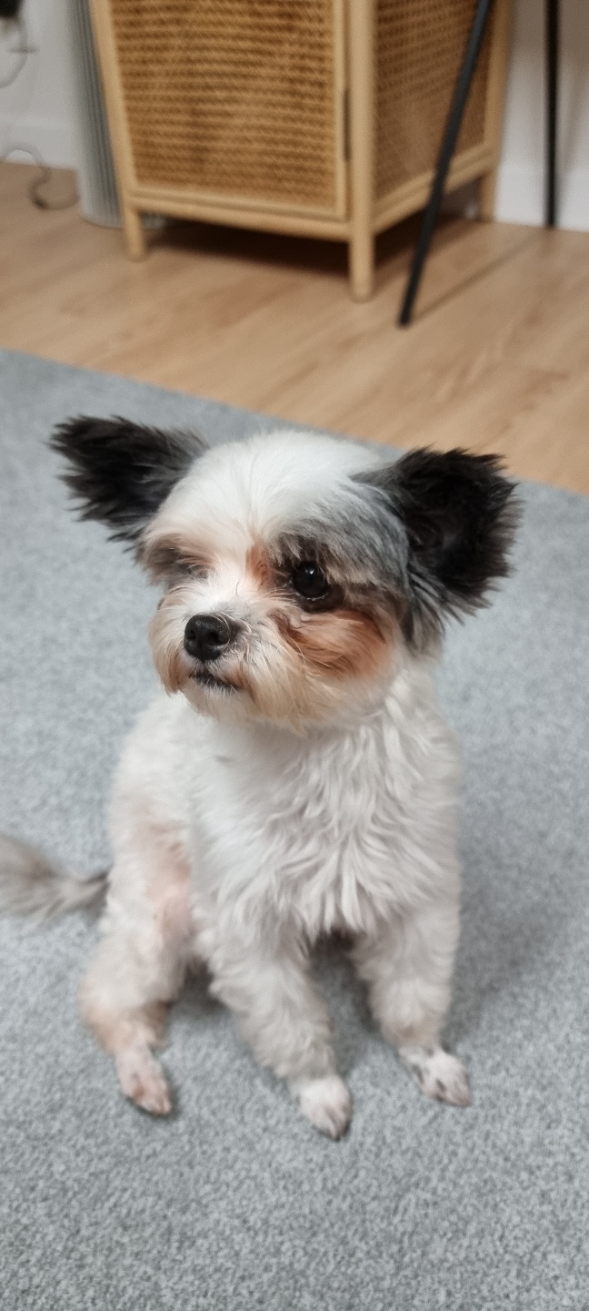 아산구조견 아뭉이 입양 일주일 후기에요