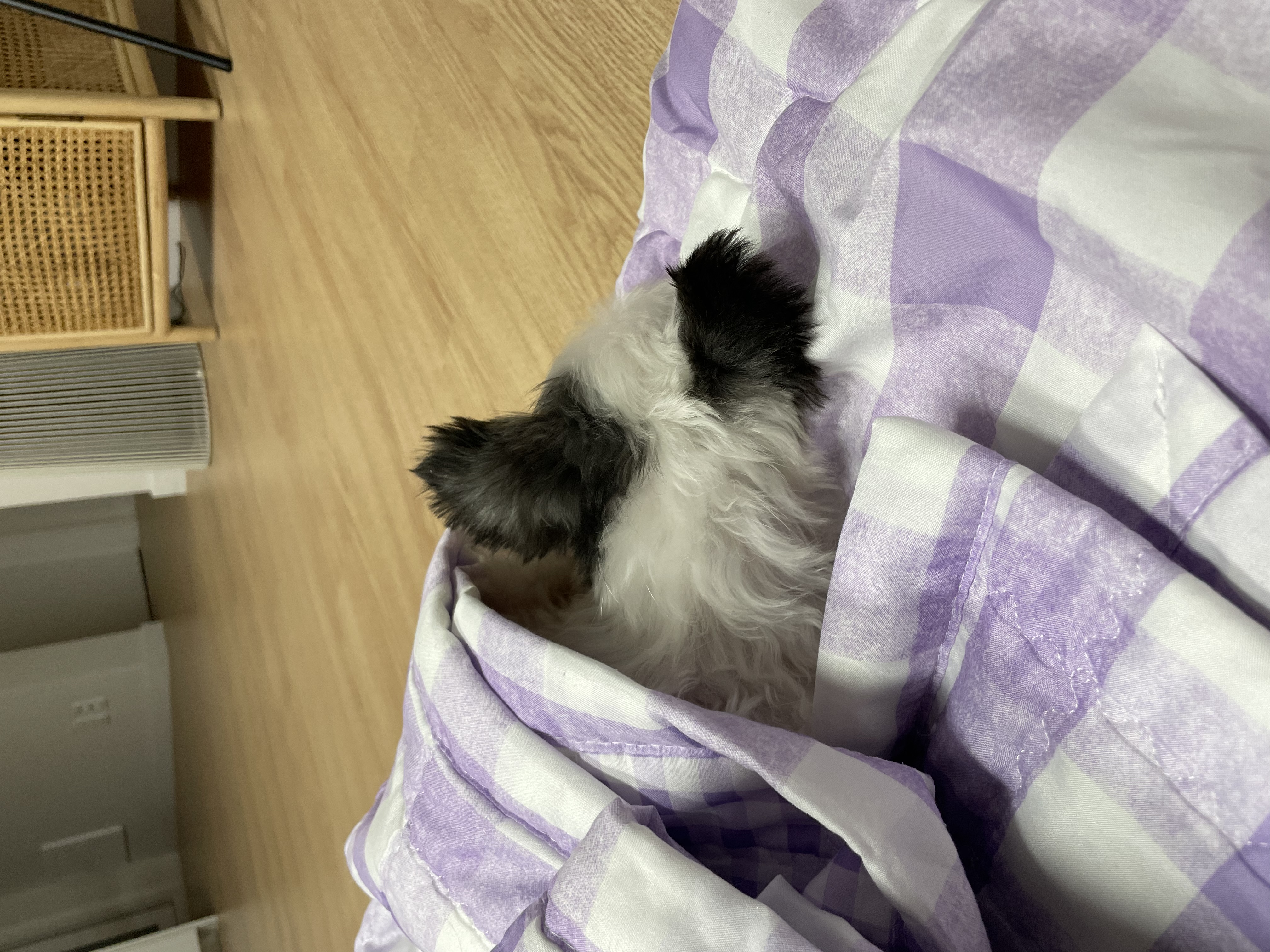 아산구조견 아뭉이 입양 일주일 후기에요