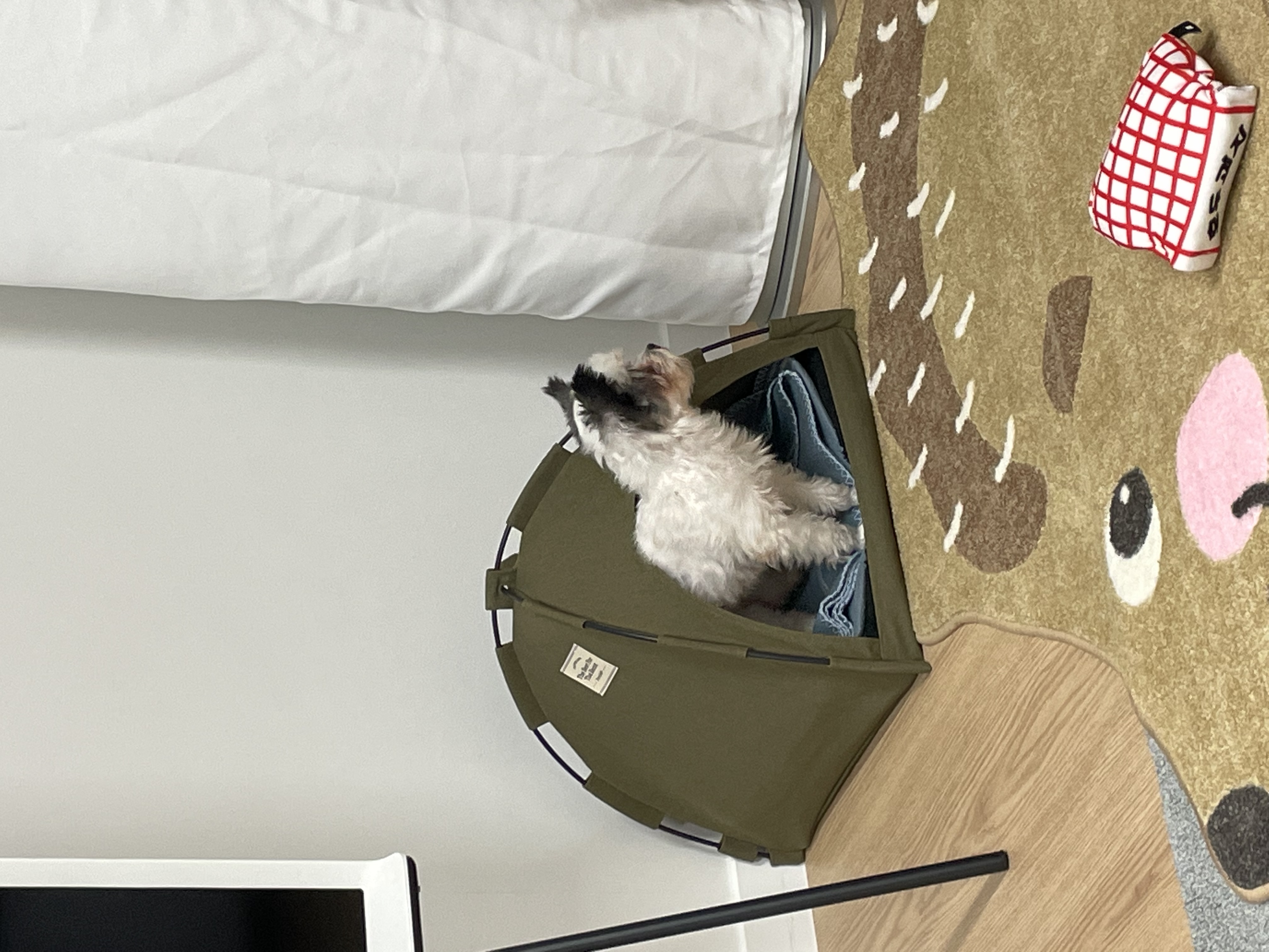 아산구조견 아뭉이 입양 일주일 후기에요