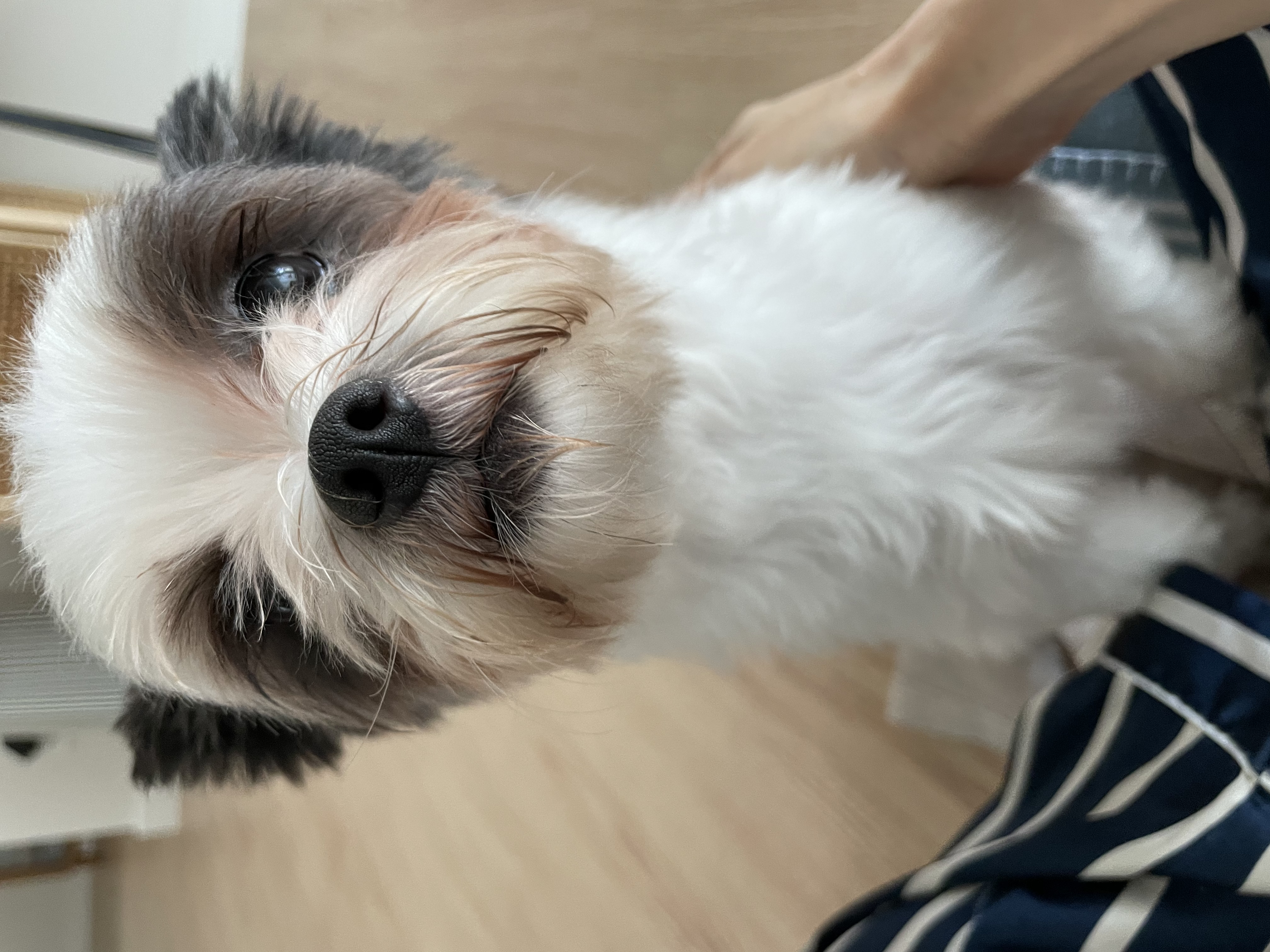 아산구조견 아뭉이 입양 일주일 후기에요